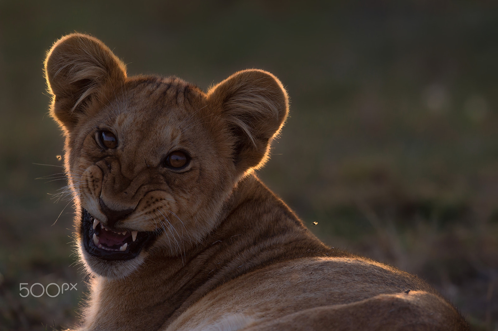 Nikon AF-S Nikkor 600mm F4E FL ED VR sample photo. A portrait of a lion cub ! photography