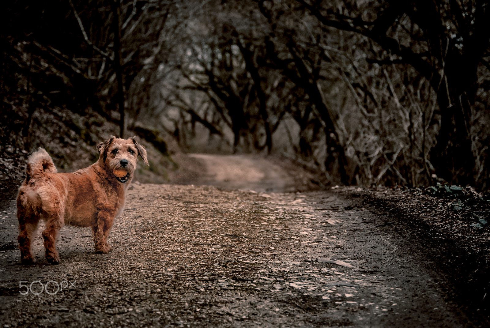 Nikon D60 sample photo. Follow me! photography