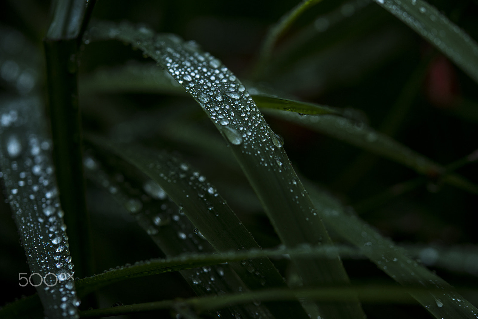 Nikon AF-S Micro-Nikkor 60mm F2.8G ED sample photo. Droplet photography
