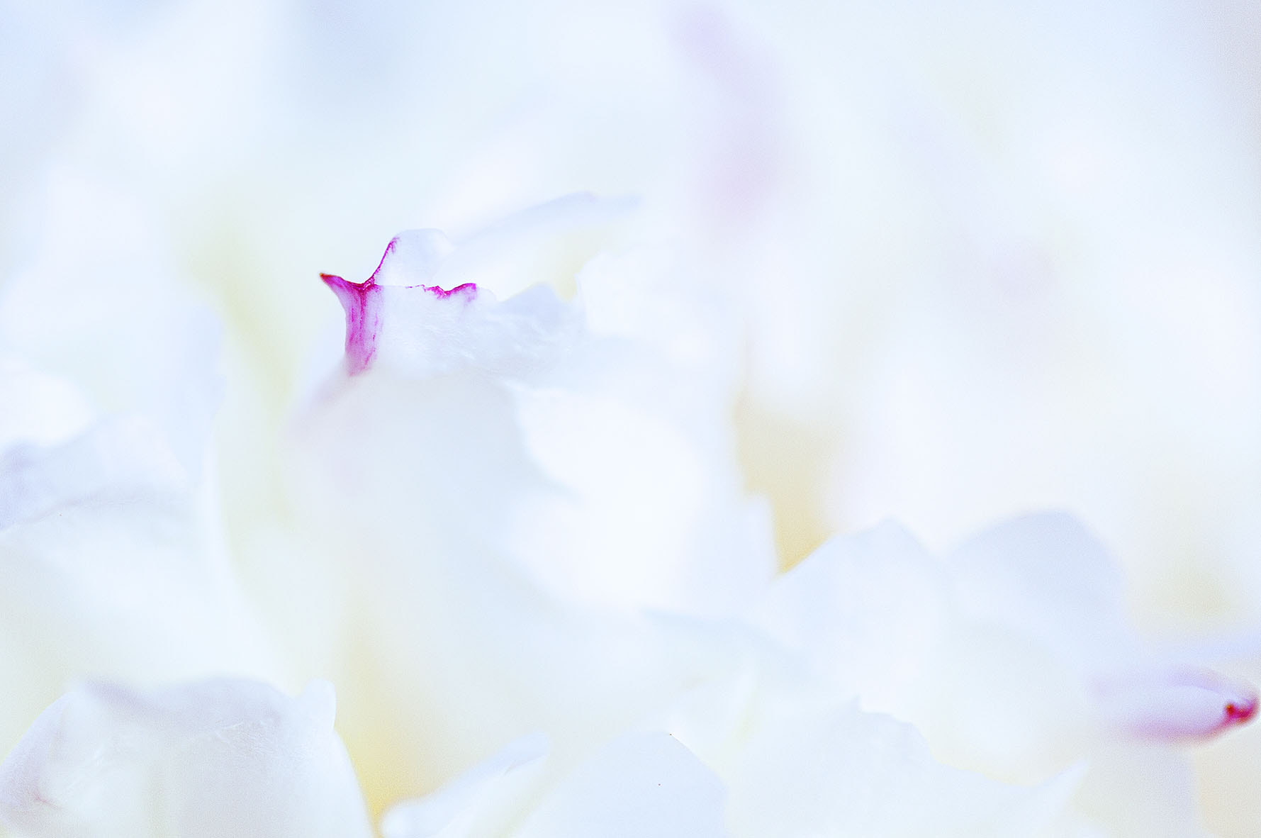 Sigma 105mm F2.8 EX DG Macro sample photo. Red point photography