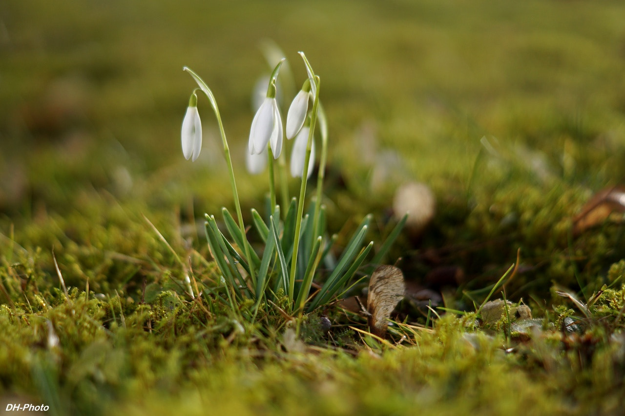 Sony ILCA-77M2 + Tamron 18-270mm F3.5-6.3 Di II PZD sample photo. Snowdrops photography