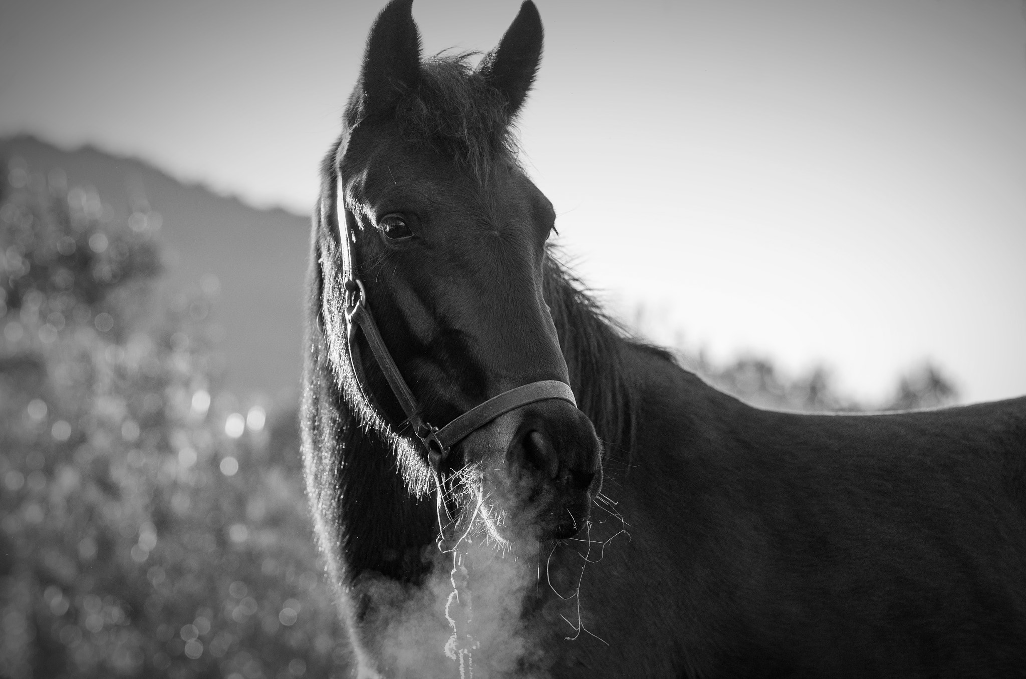 Pentax K-50 + Tamron SP AF 70-200mm F2.8 Di LD (IF) MACRO sample photo. Black horse photography