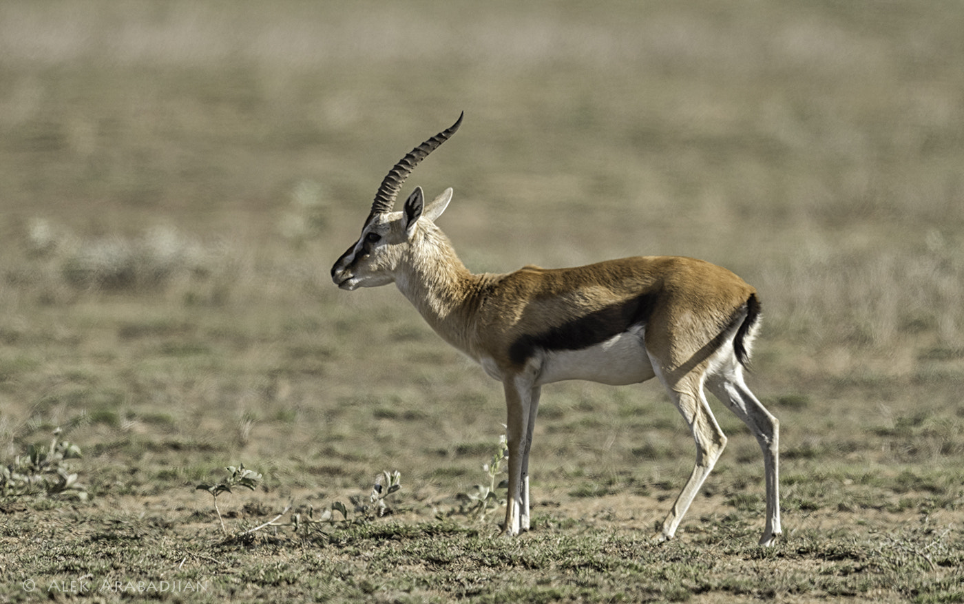 Nikon AF-S Nikkor 800mm F5.6E FL ED VR sample photo. The beauteous photography