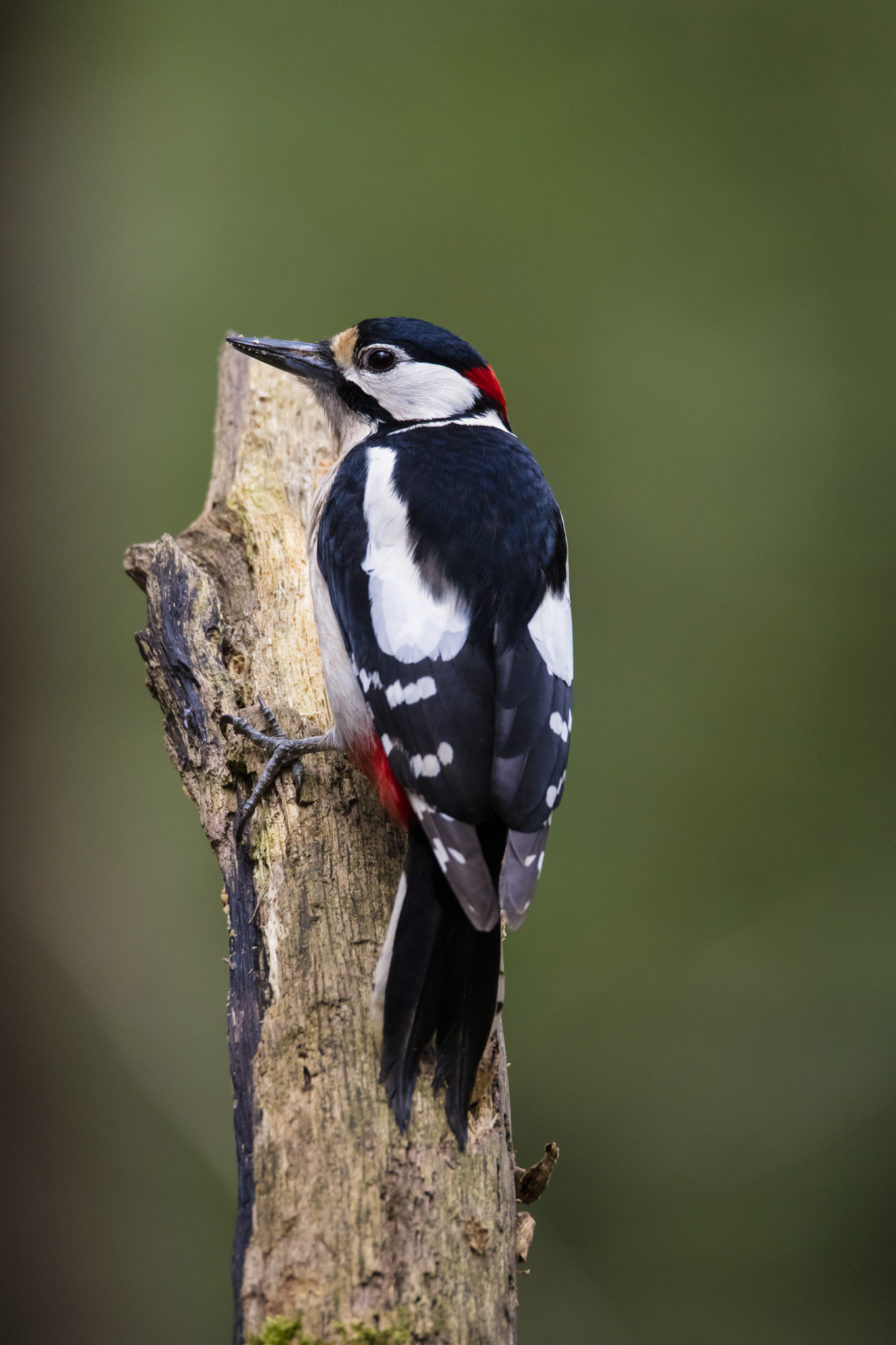 Canon EOS 5DS R + 150-600mm F5-6.3 DG OS HSM | Sports 014 sample photo. Woodpecker photography
