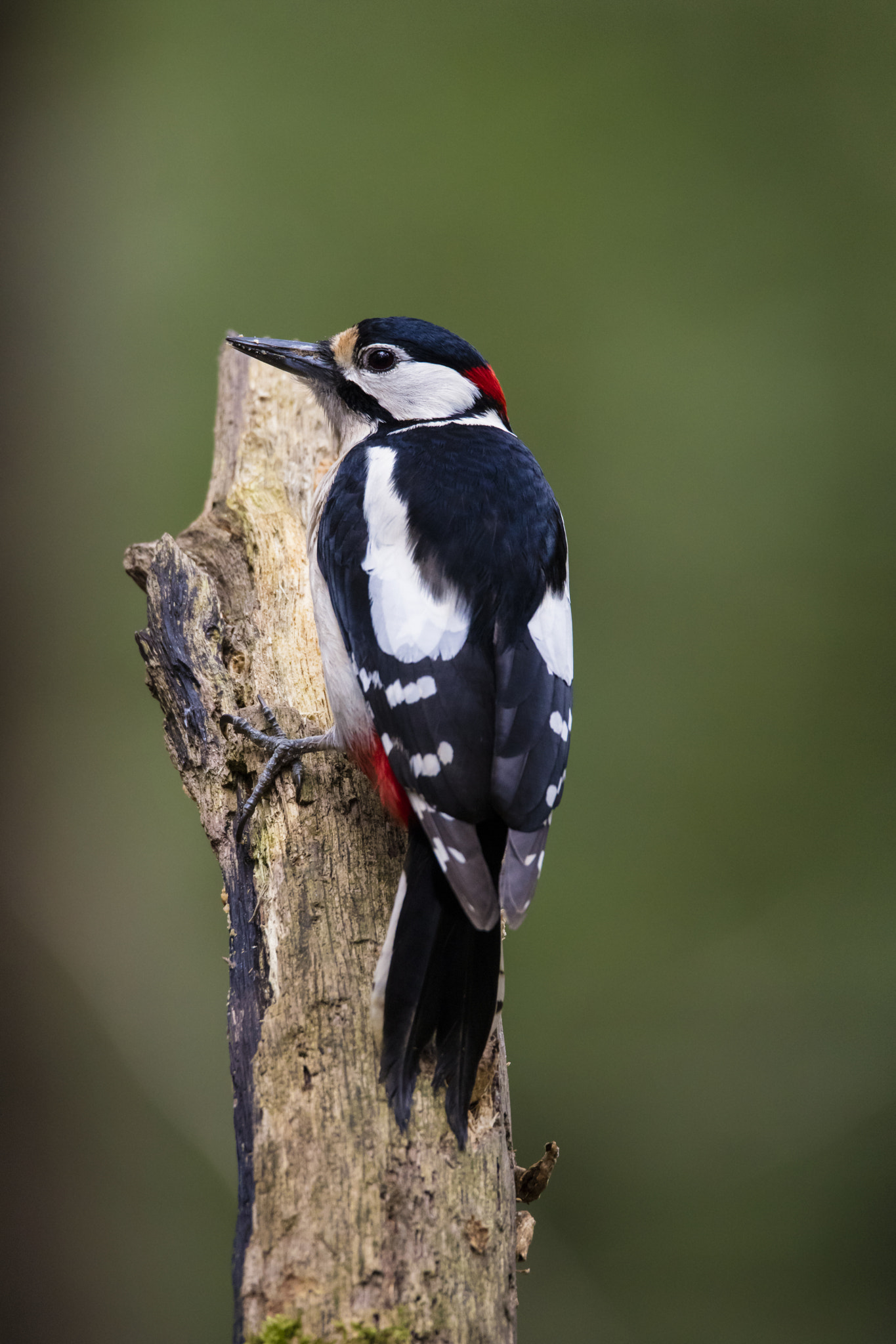 150-600mm F5-6.3 DG OS HSM | Sports 014 sample photo. Woodpecker photography