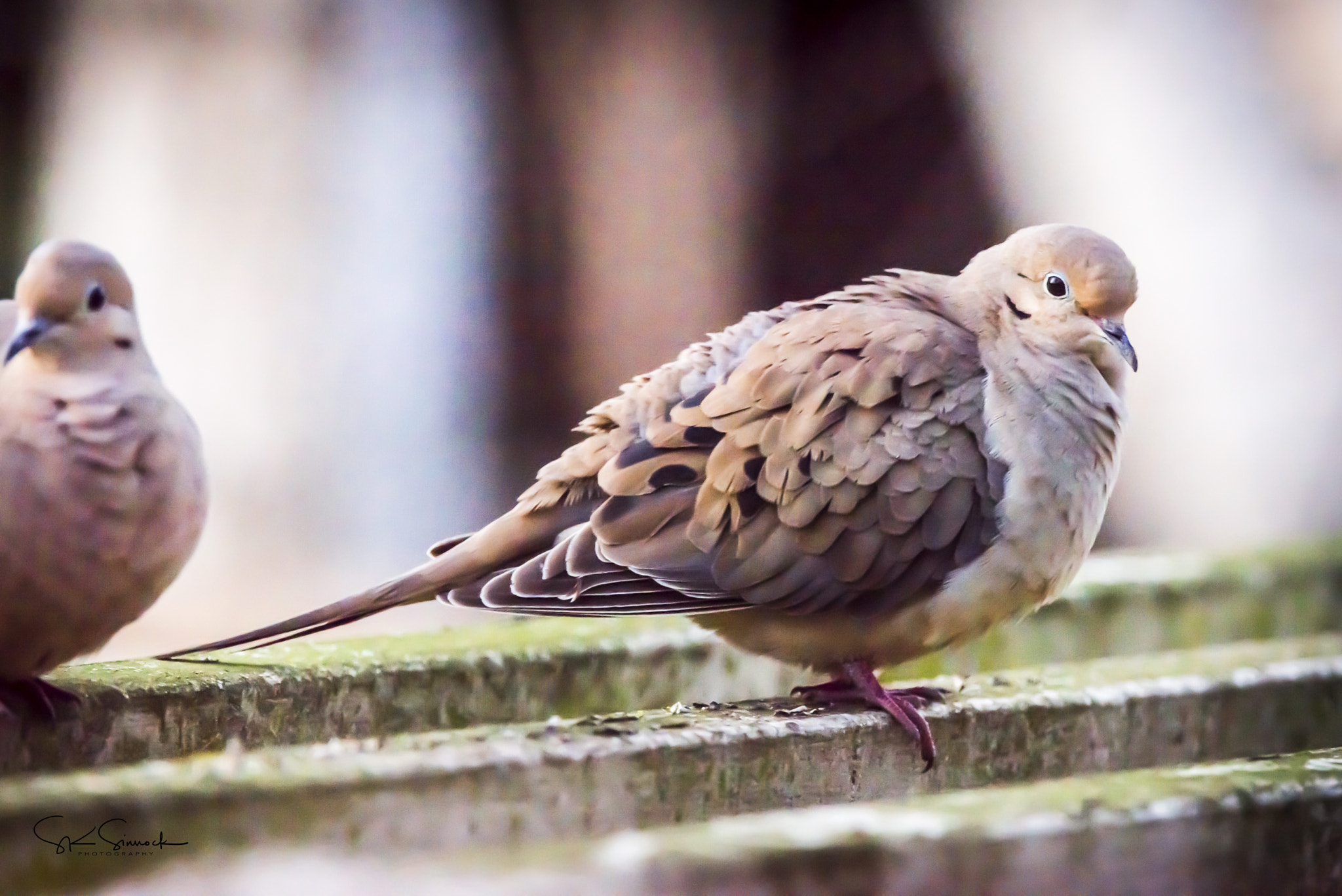 Nikon D800 sample photo. Mourning dove photography