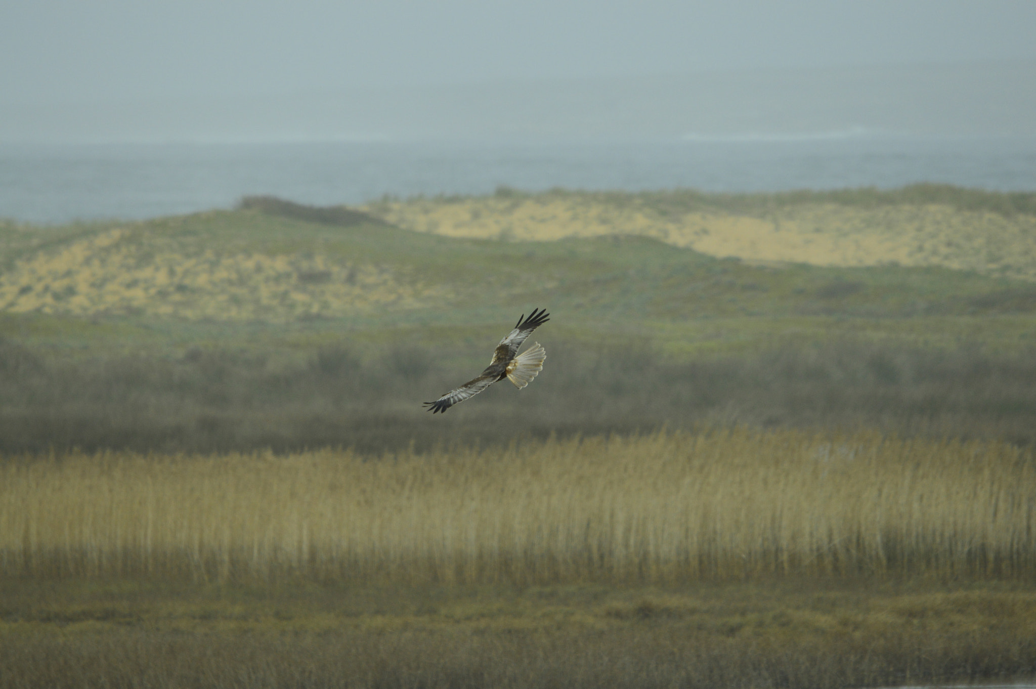 Nikon D3200 + Sigma 120-400mm F4.5-5.6 DG OS HSM sample photo. Dsc photography