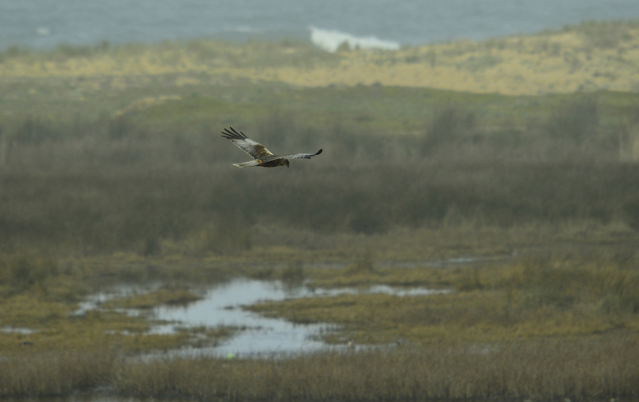 Nikon D3200 + Sigma 120-400mm F4.5-5.6 DG OS HSM sample photo. Dsc photography