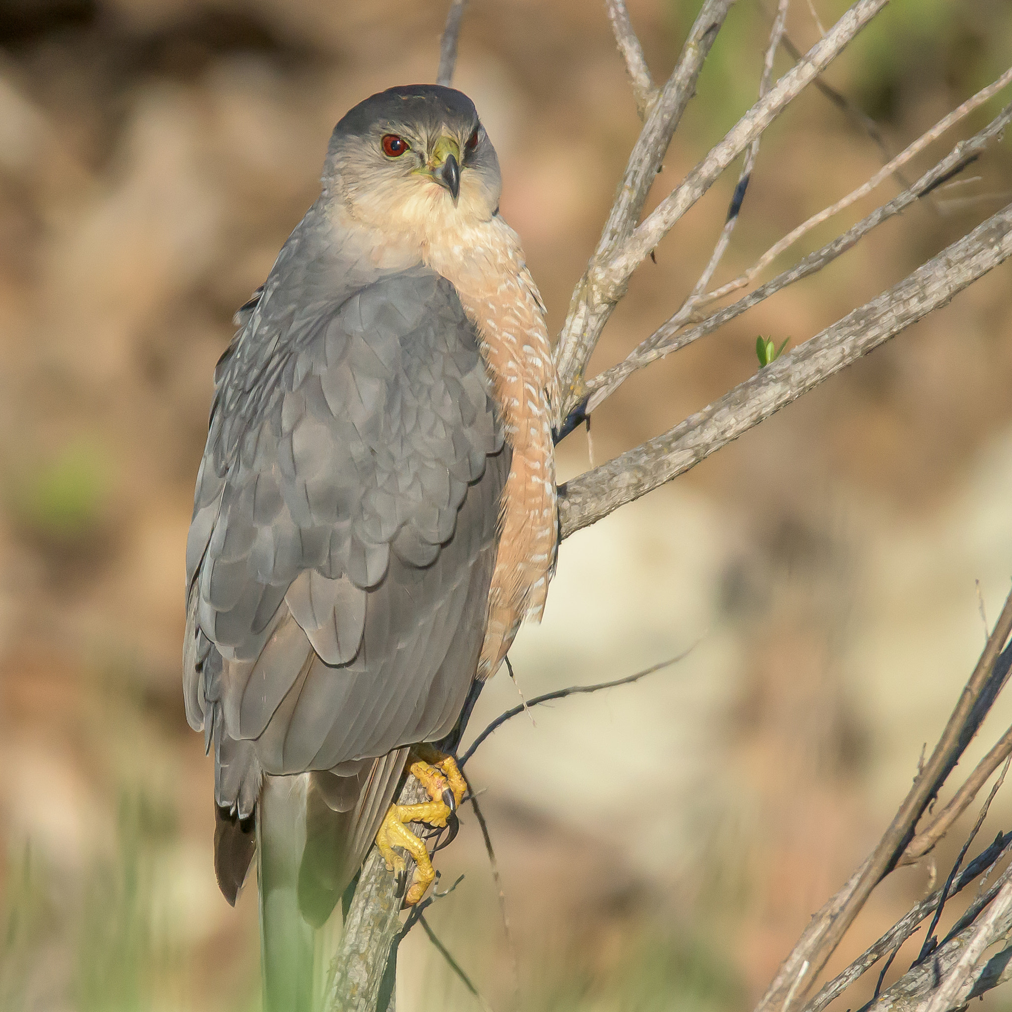 Nikon D810 sample photo. Cooper's hawk photography