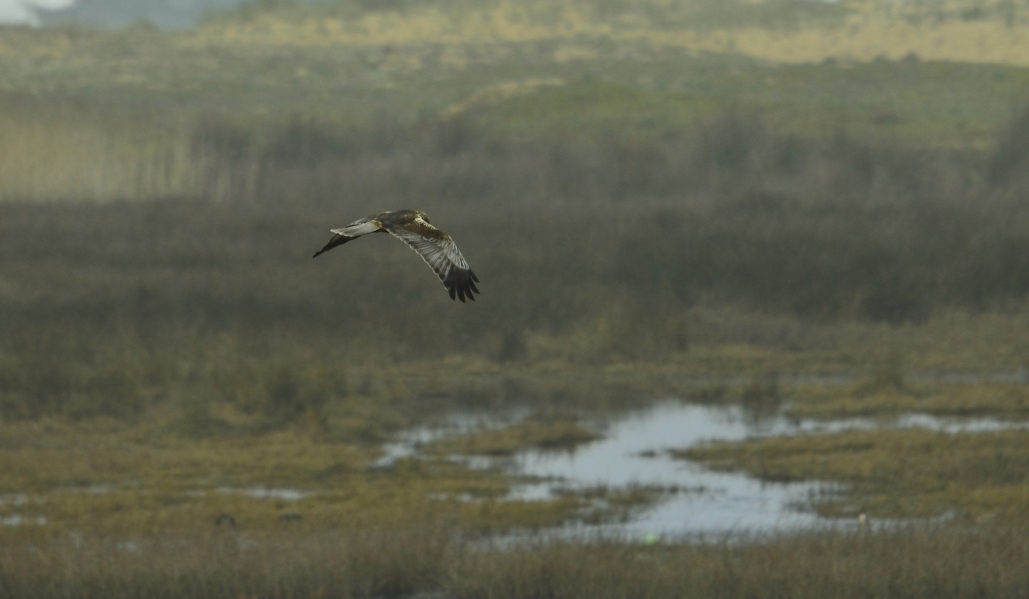 Nikon D3200 + Sigma 120-400mm F4.5-5.6 DG OS HSM sample photo. Dsc photography