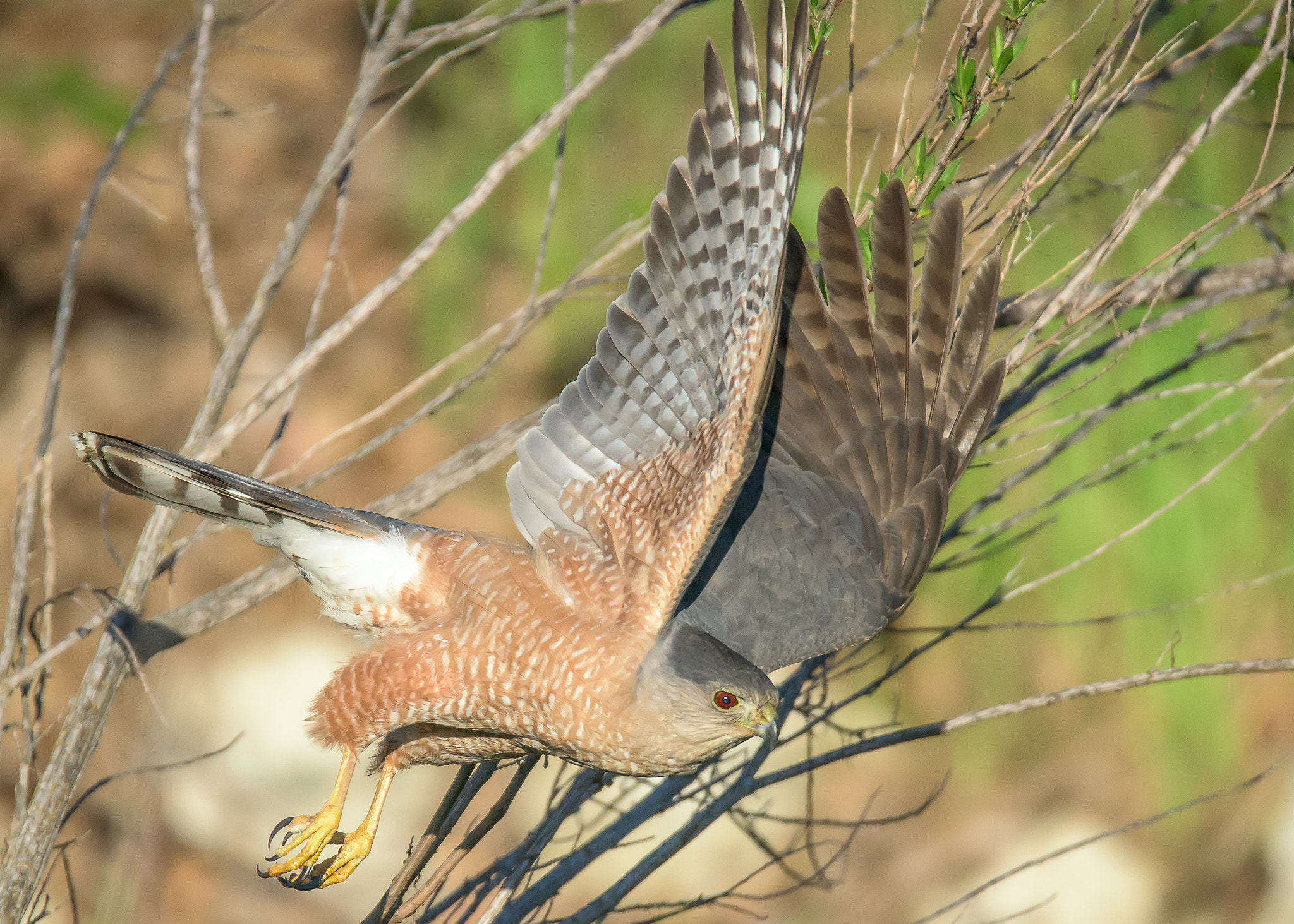 Nikon D810 sample photo. Cooper's hawk photography