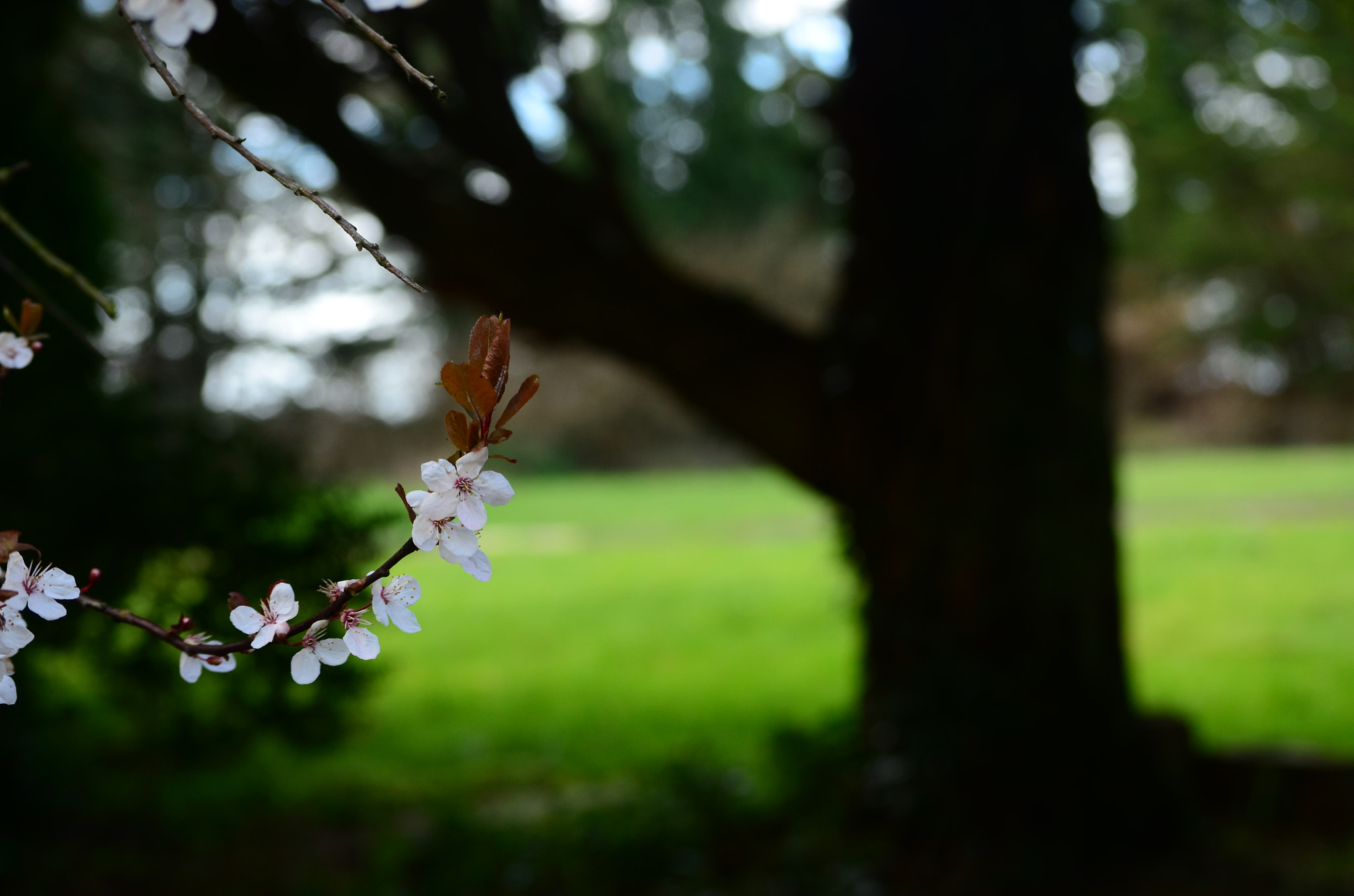 Nikon D7000 sample photo. Spring blossom photography