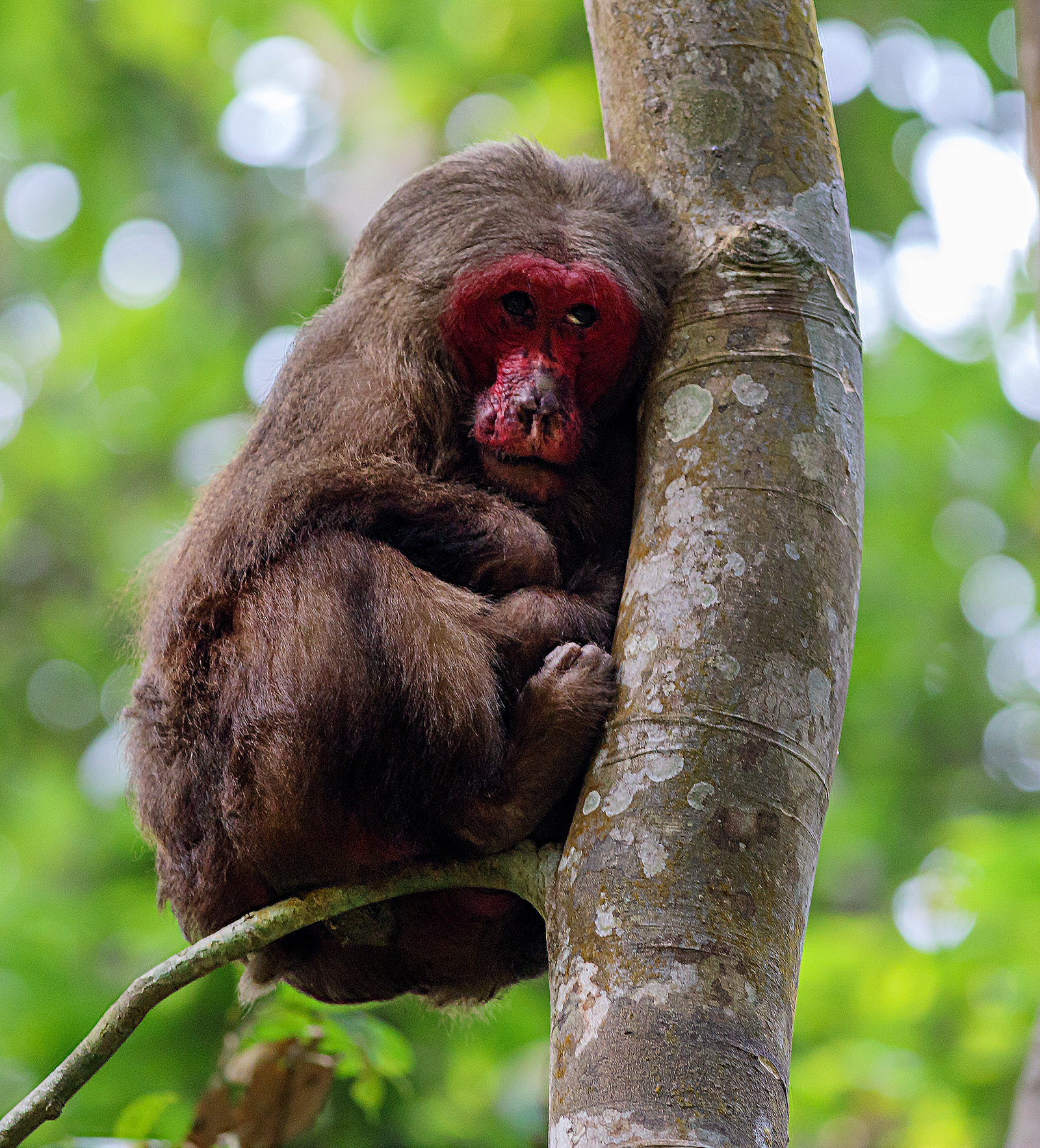 Canon EF 400mm F5.6L USM sample photo. Stump tailed macaque.. photography