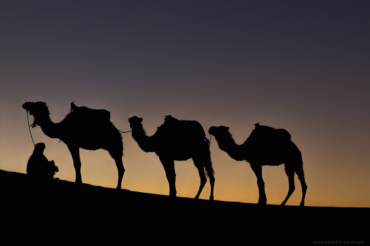 Nikon AF-S Nikkor 70-200mm F4G ED VR sample photo. Sahara desert photography