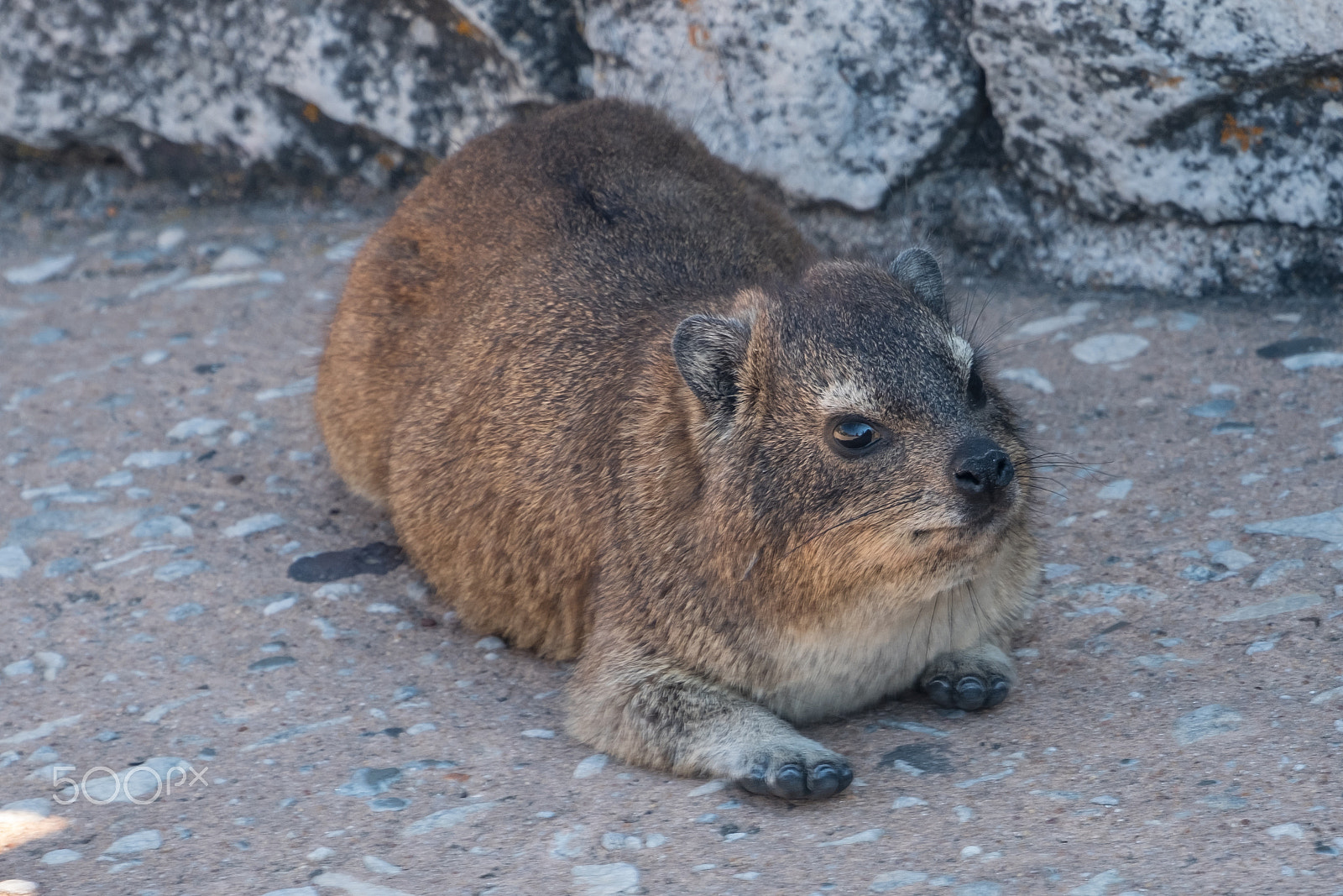 Fujifilm X-T2 + Fujifilm XF 18-135mm F3.5-5.6 R LM OIS WR sample photo. Cape hyrax photography