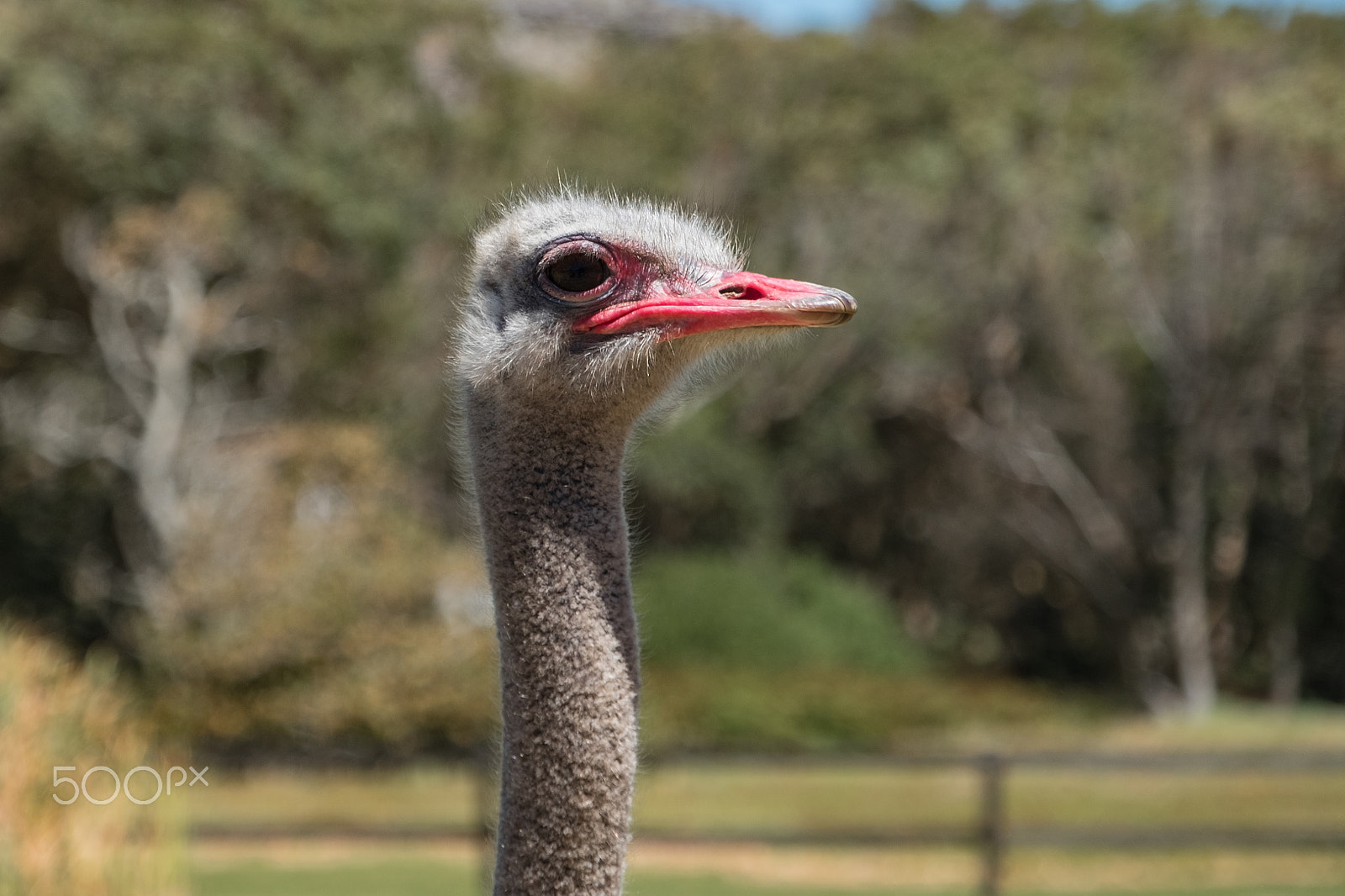 Fujifilm X-T2 + Fujifilm XF 18-135mm F3.5-5.6 R LM OIS WR sample photo. Ostrich photography