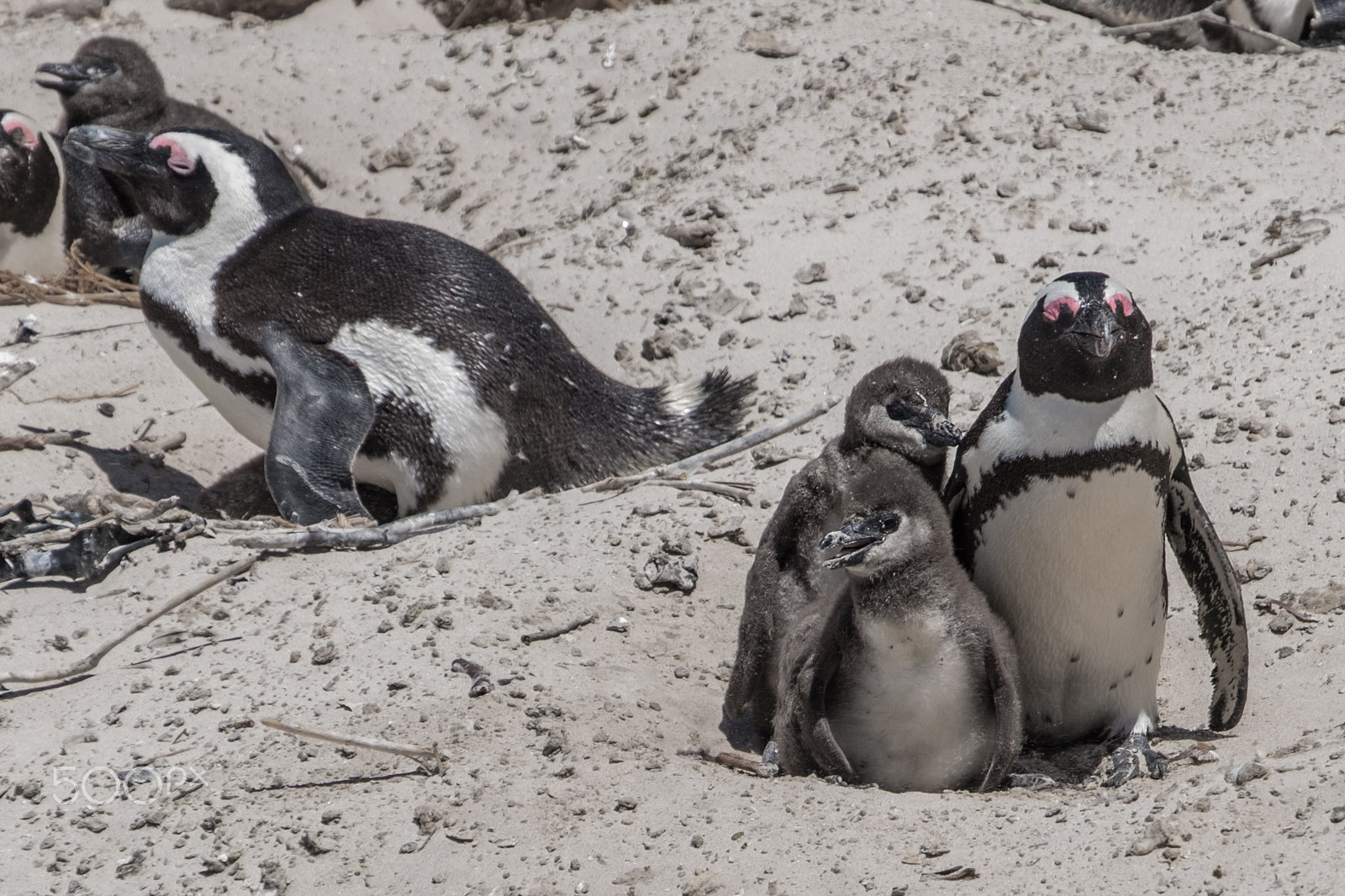 Fujifilm X-T2 sample photo. African penguins photography