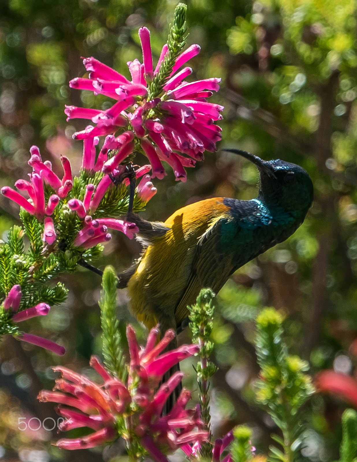 Fujifilm X-T2 + Fujifilm XF 18-135mm F3.5-5.6 R LM OIS WR sample photo. Hummingbird photography