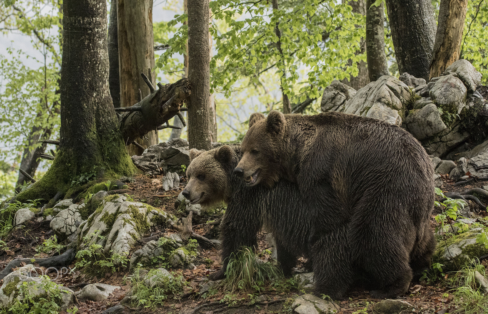 150-600mm F5-6.3 DG OS HSM | Sports 014 sample photo. Bears photography