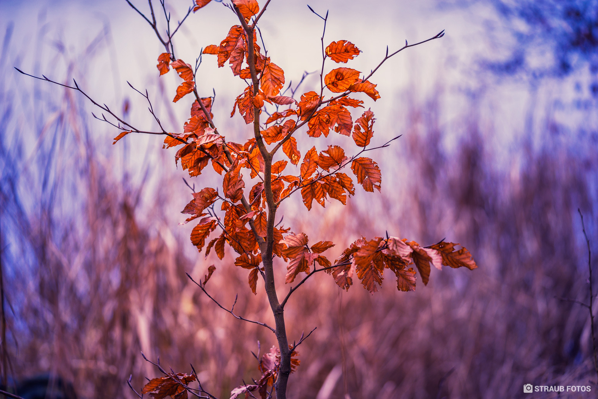 Sony a7 II sample photo. Lonely bush photography