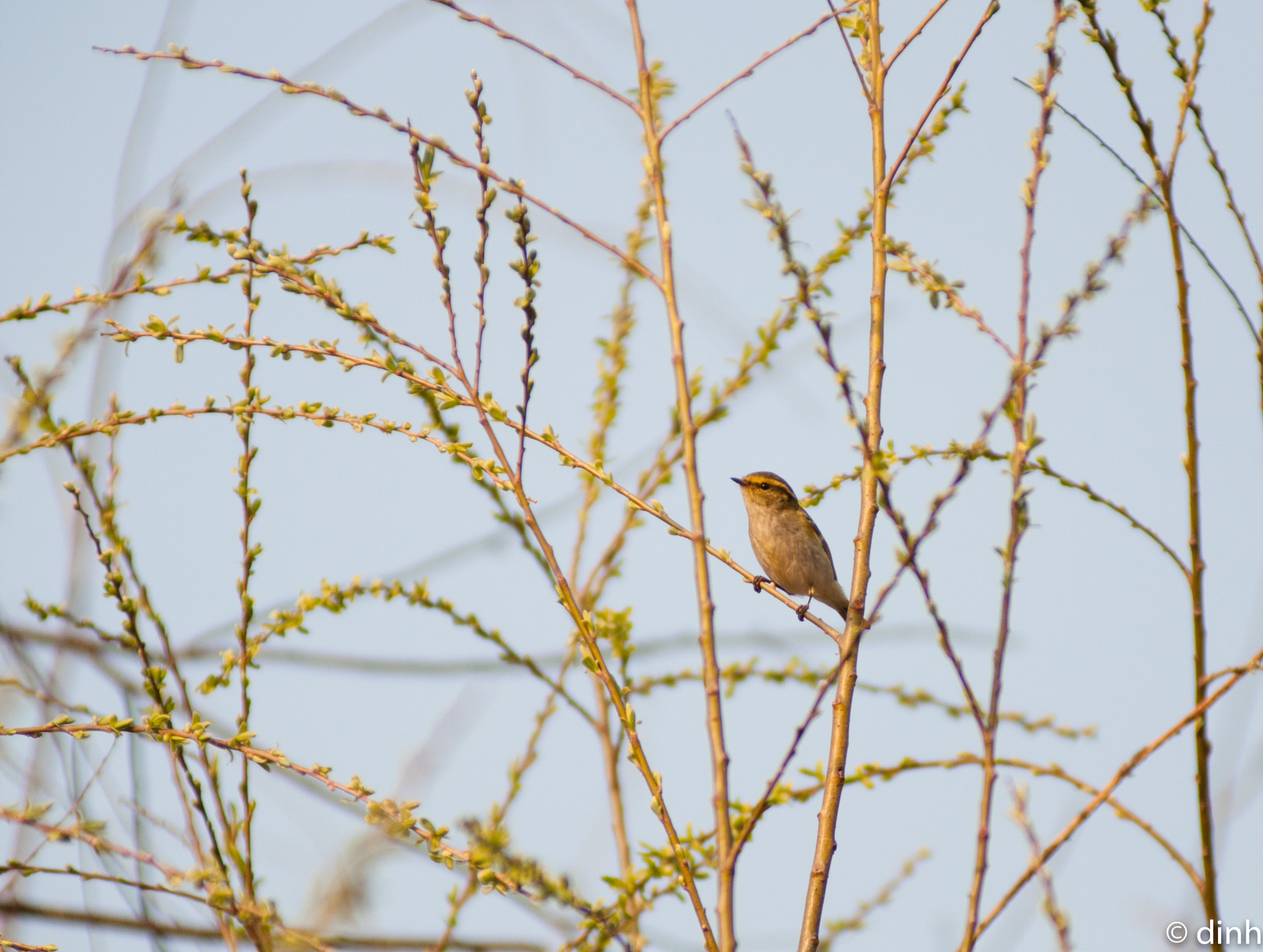 Nikon AF-Nikkor 80-200mm F2.8D ED sample photo. 入春 photography