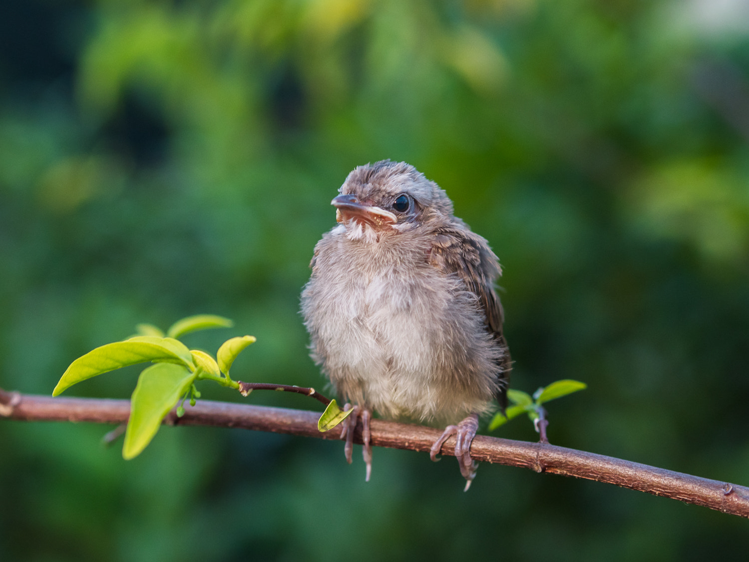 Olympus OM-D E-M5 II + Olympus M.Zuiko Digital 45mm F1.8 sample photo. Baby bulbul bird photography