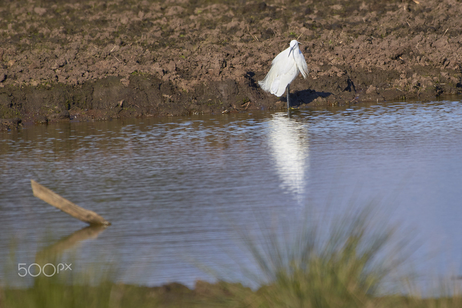 Nikon AF-S Nikkor 200-500mm F5.6E ED VR sample photo. Egretta garzetta photography