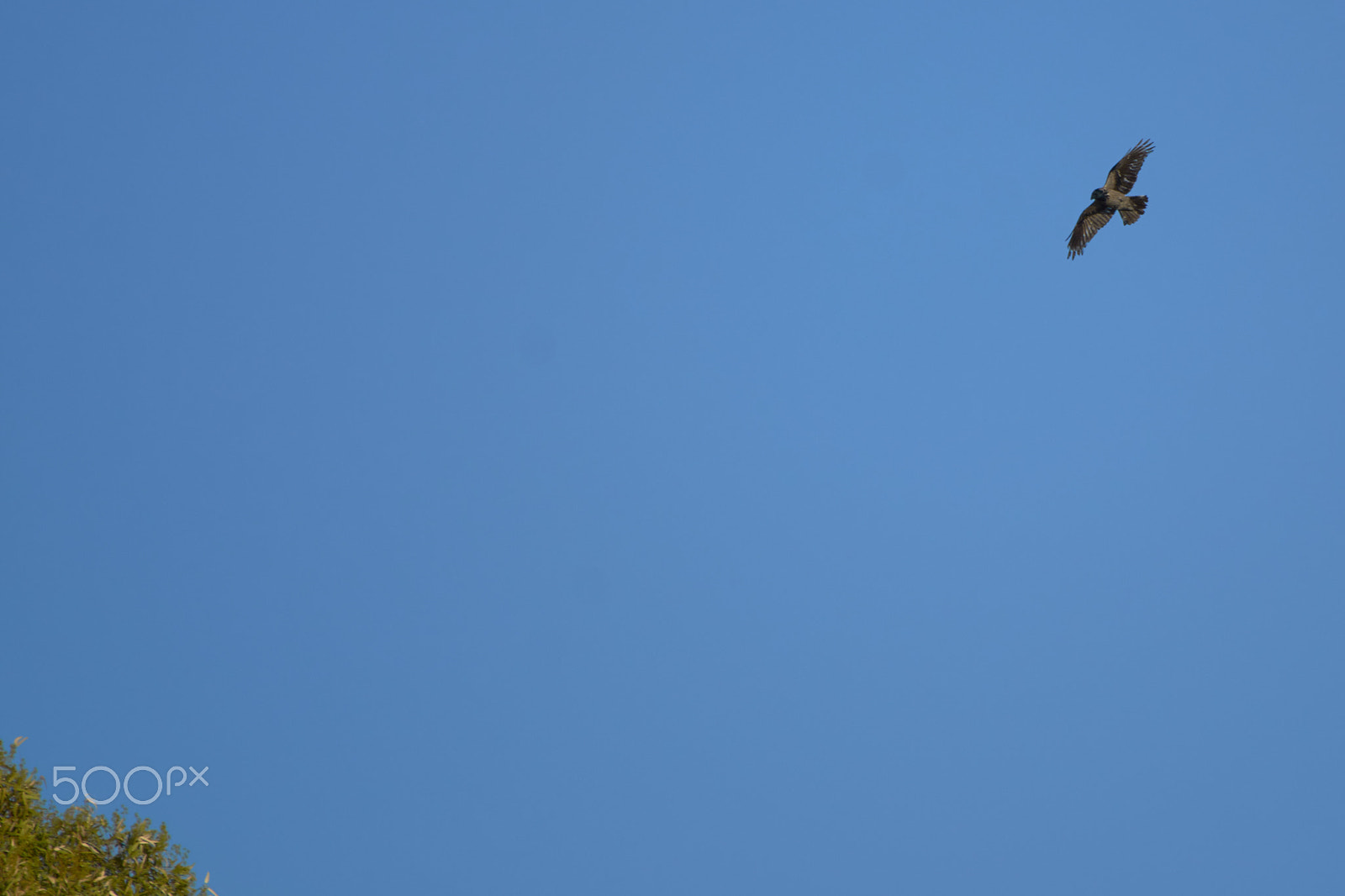 Nikon AF-S Nikkor 200-500mm F5.6E ED VR sample photo. Corvus cornix photography