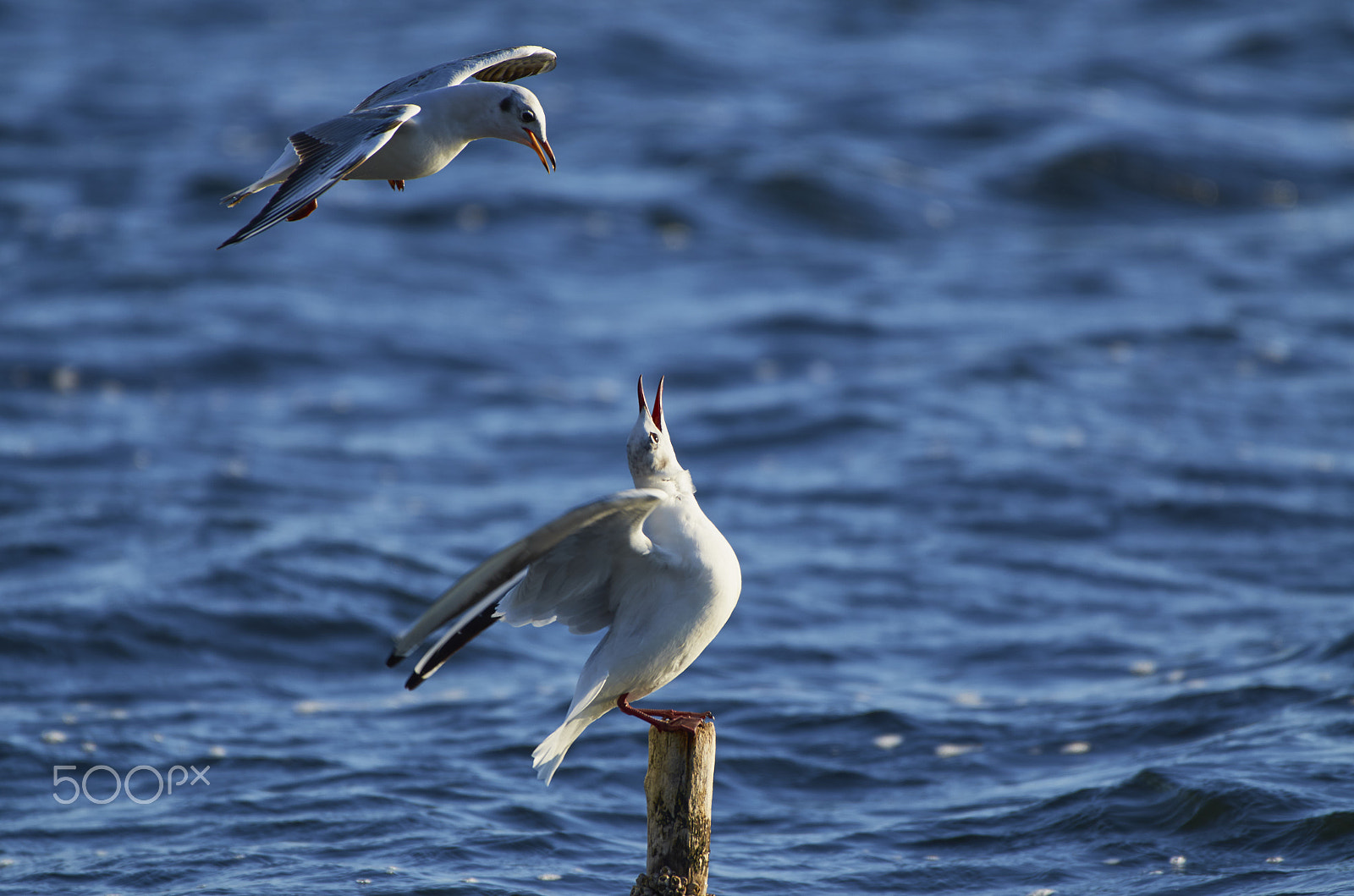 Nikon AF-S Nikkor 200-500mm F5.6E ED VR sample photo. Larinae photography