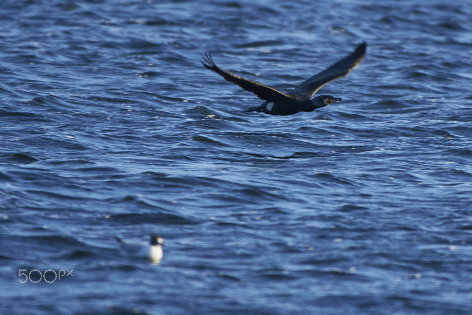 Nikon AF-S Nikkor 200-500mm F5.6E ED VR sample photo. Phalacrocorax carbo photography