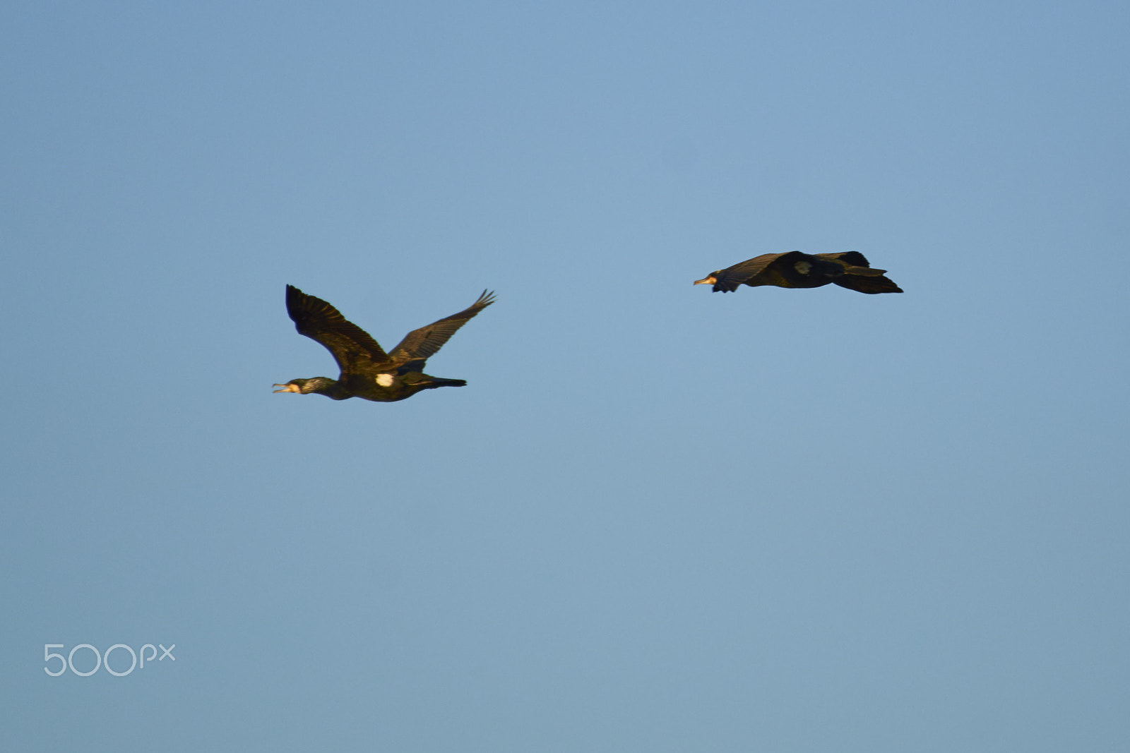 Nikon AF-S Nikkor 200-500mm F5.6E ED VR sample photo. Phalacrocorax carbo photography
