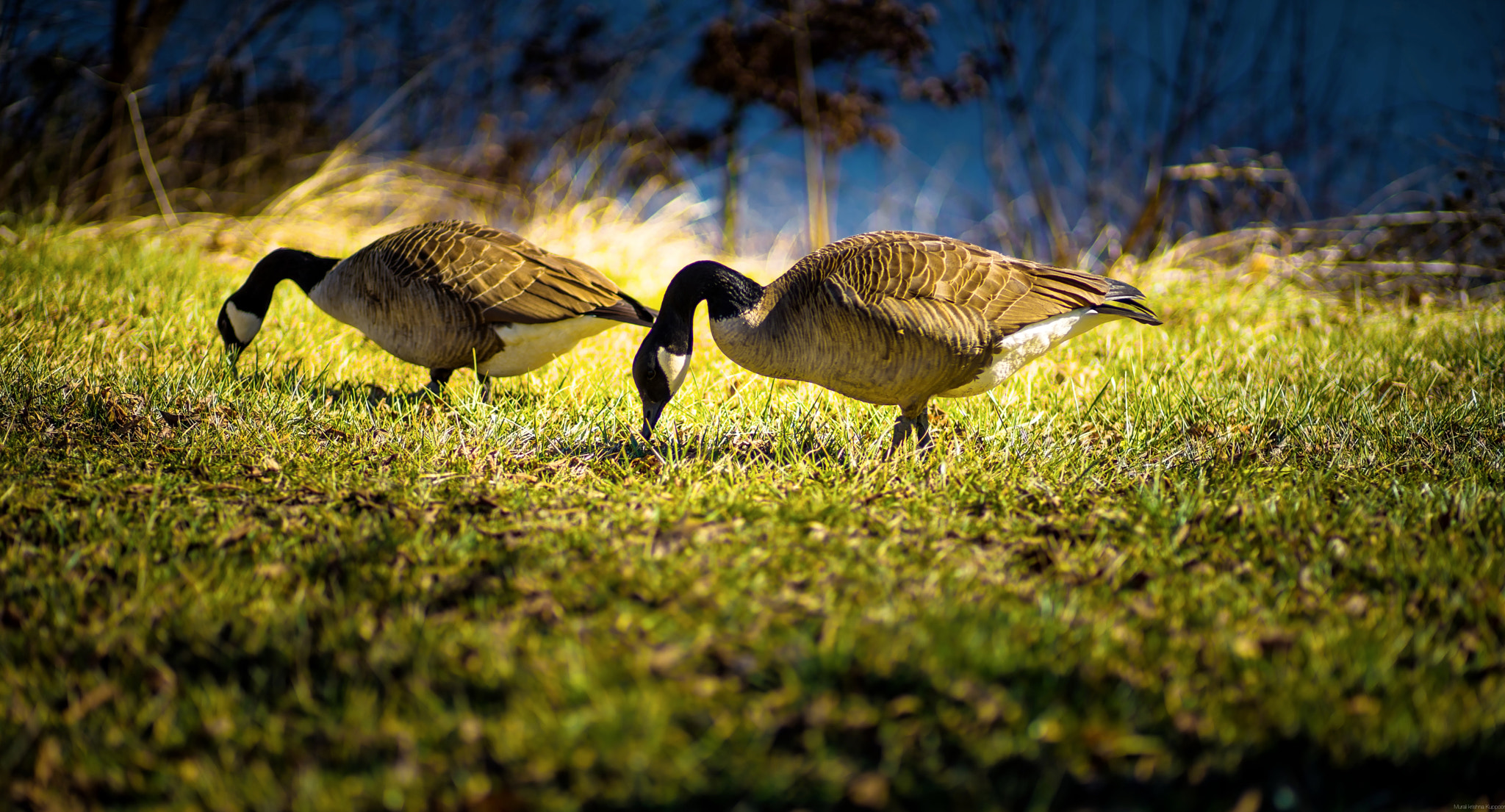 Sony a7 II + Canon EF 85mm F1.8 USM sample photo. Free birds photography