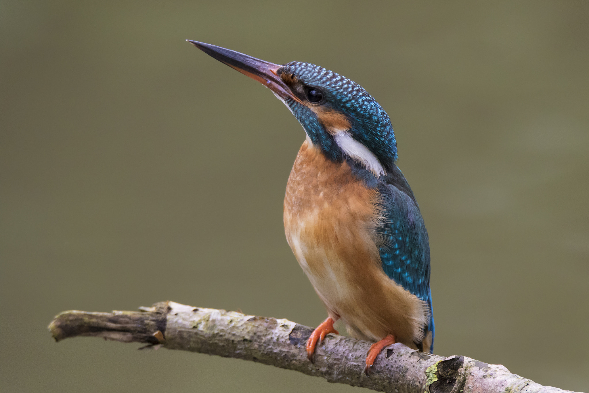 150-600mm F5-6.3 DG OS HSM | Sports 014 sample photo. Kingfisher photography