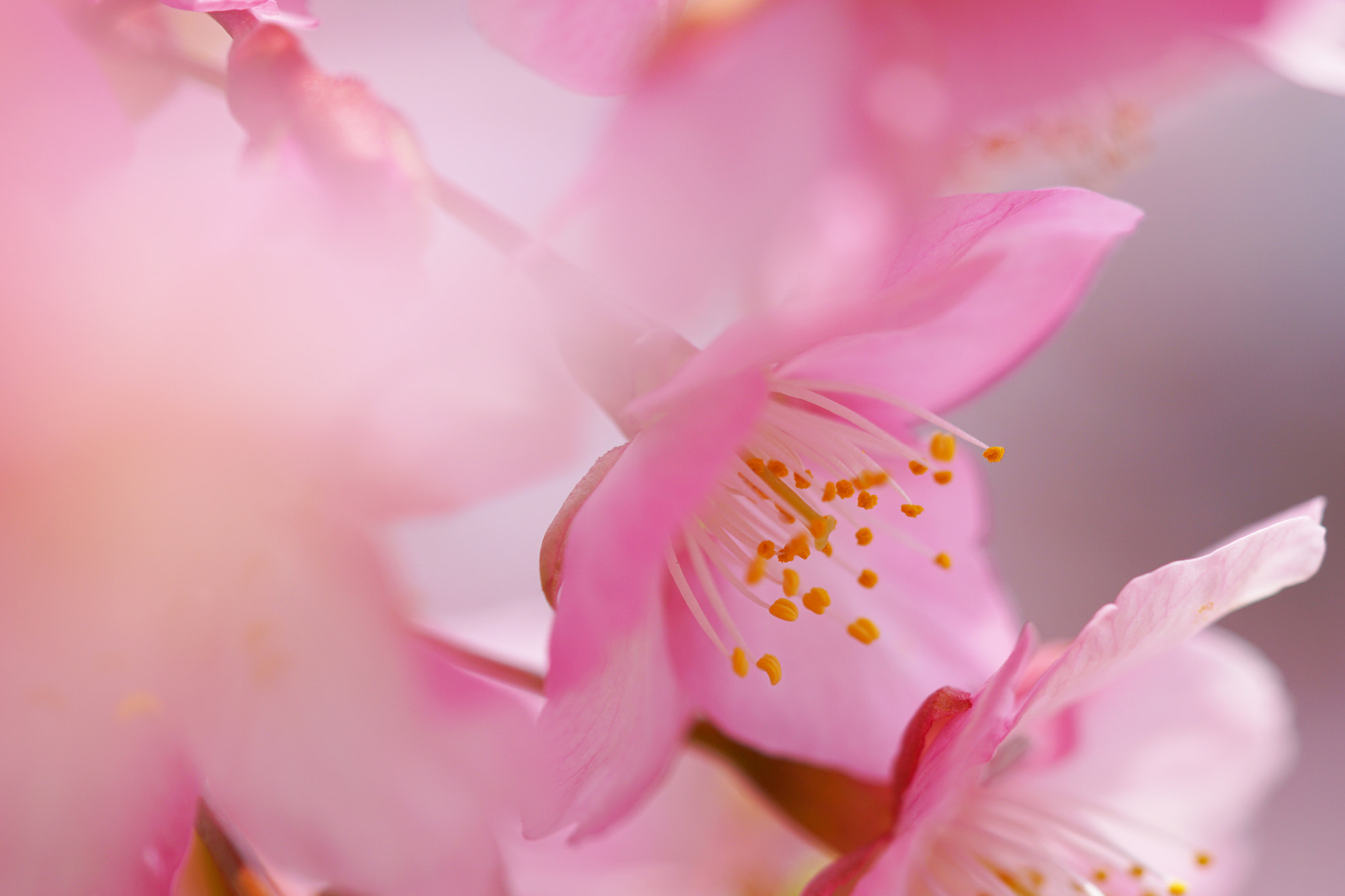 Sony a6000 + Sony FE 90mm F2.8 Macro G OSS sample photo. Sakura photography