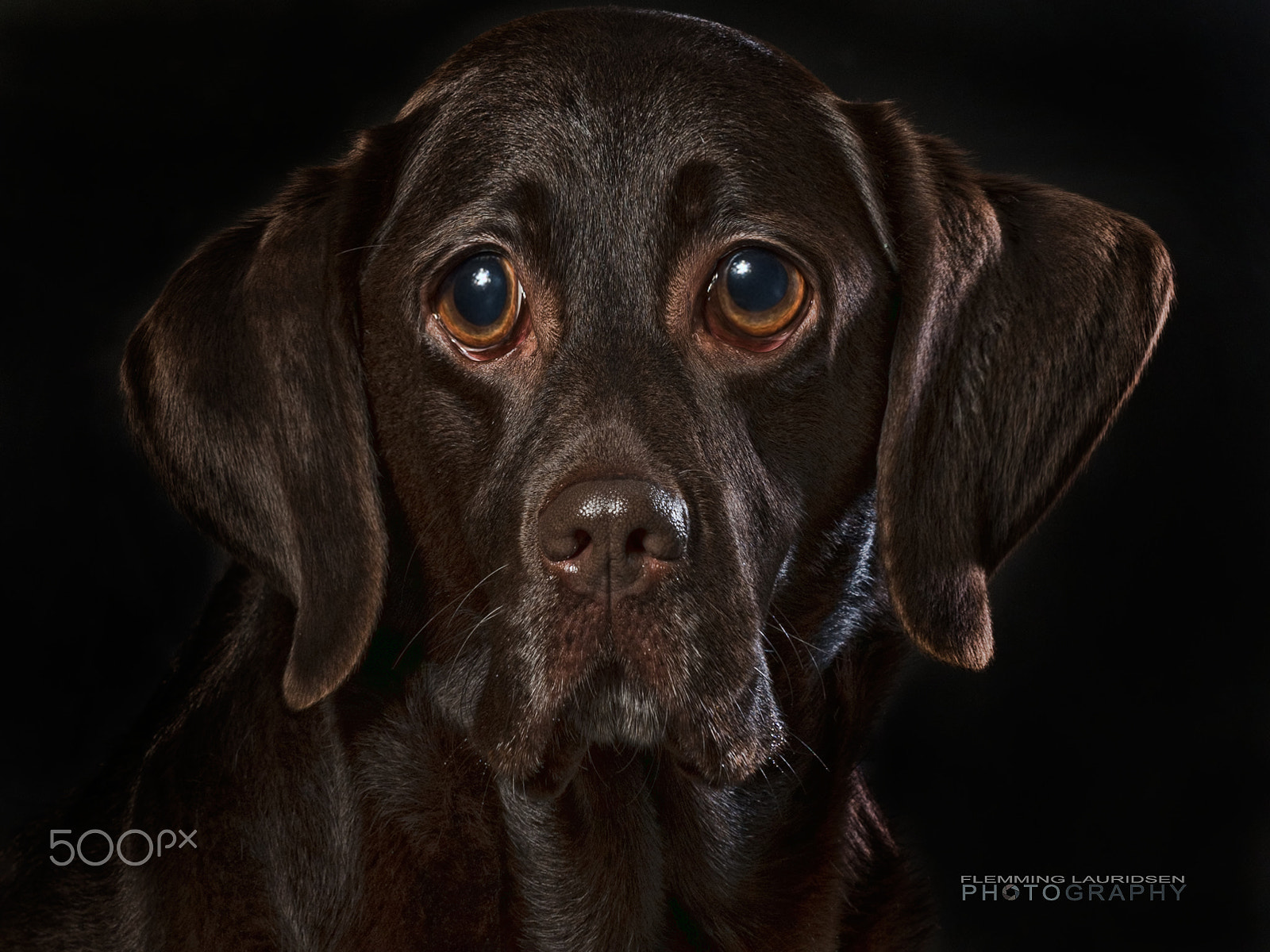 Nikon D800 + Sigma 50mm F1.4 DG HSM Art sample photo. Funny dogs iv photography