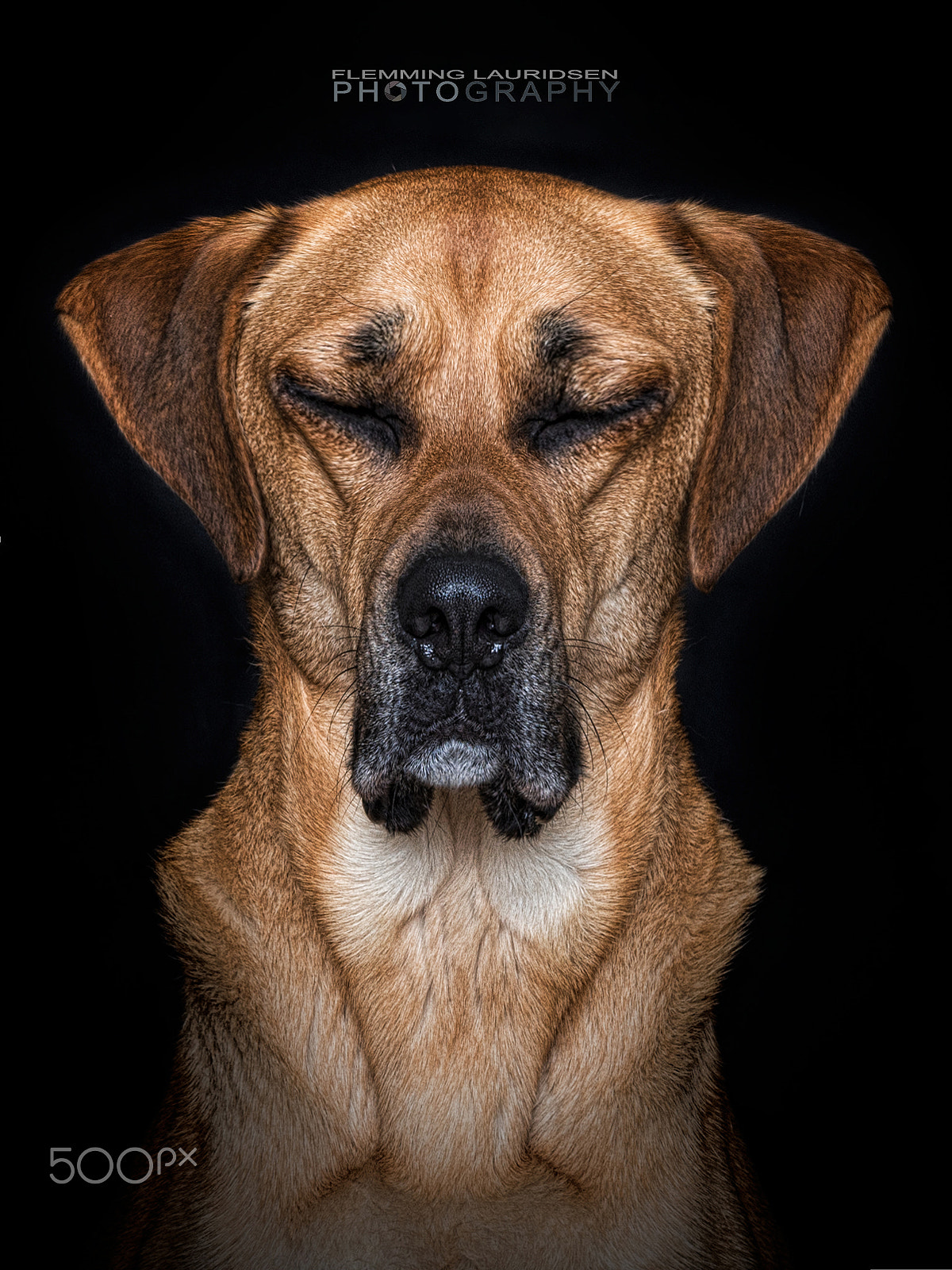 Nikon D800 + Sigma 50mm F1.4 DG HSM Art sample photo. Funny dogs iii photography