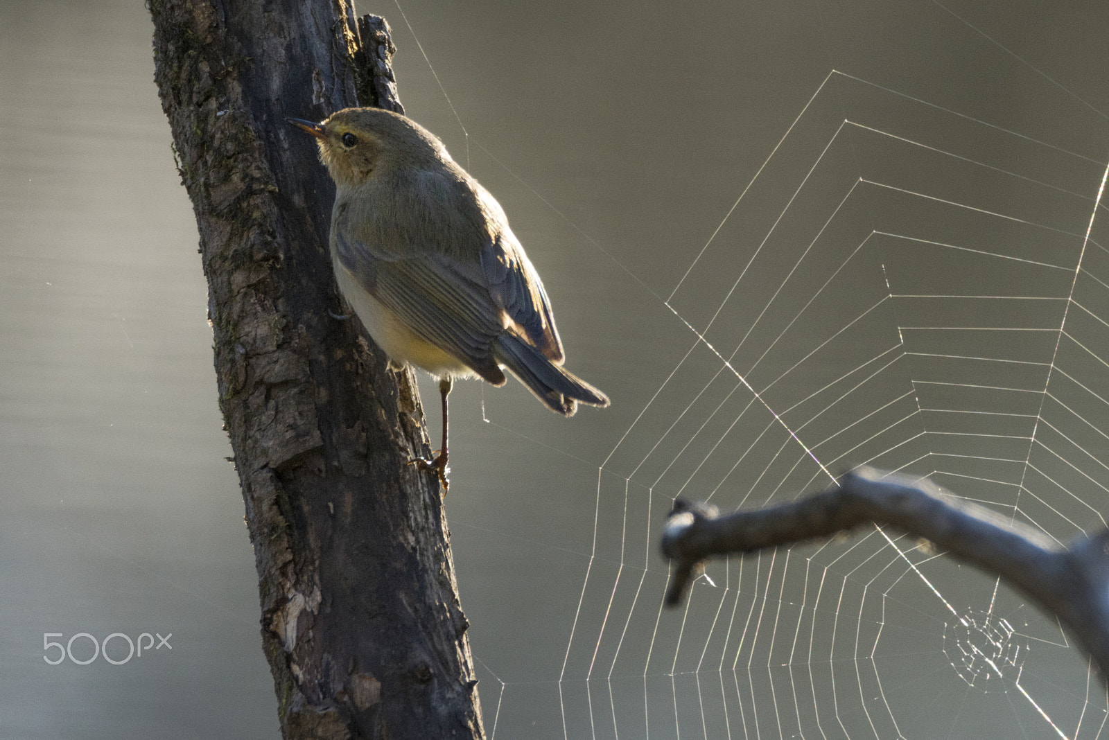 Sigma 150-600mm F5-6.3 DG OS HSM | C sample photo. White  warbler photography