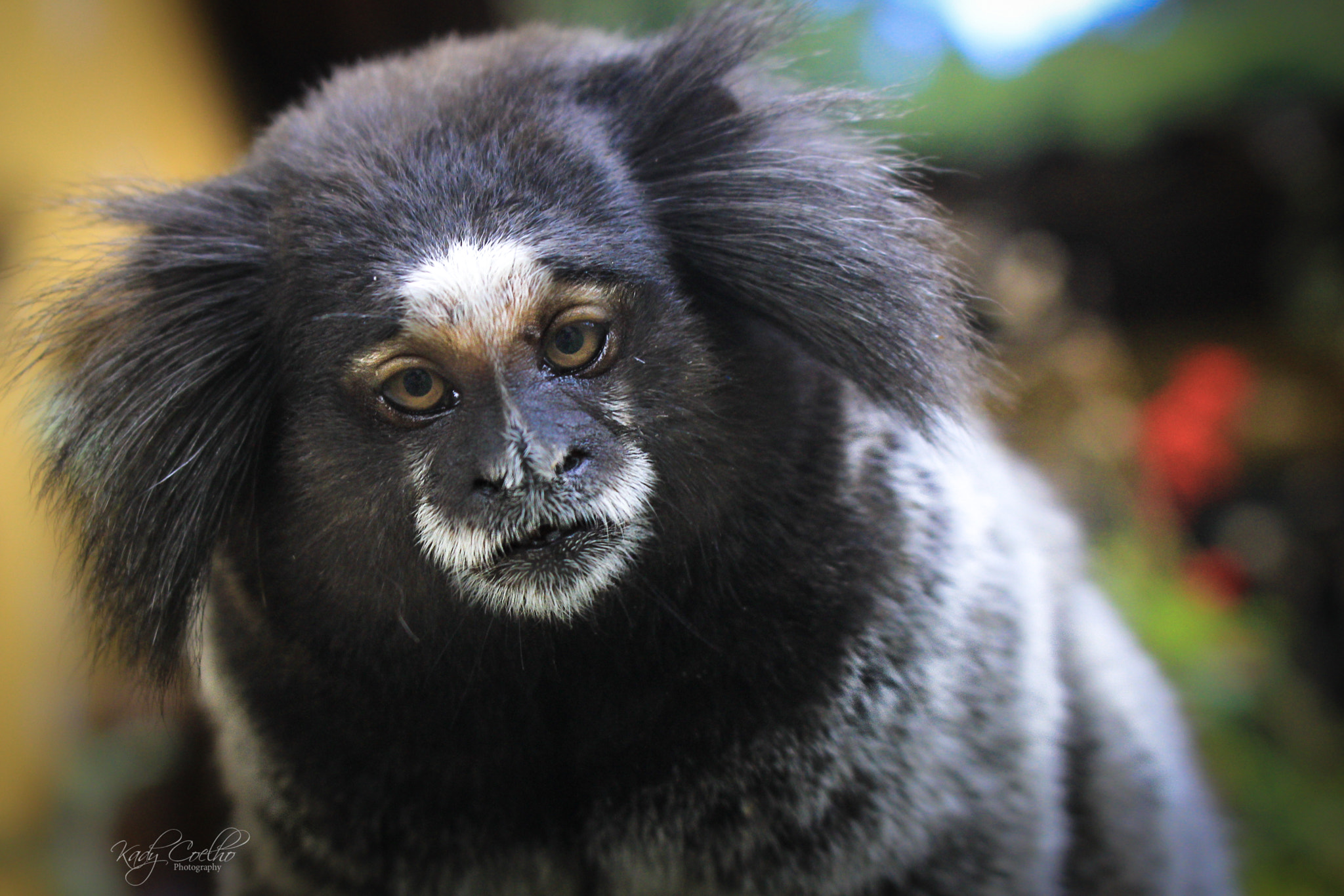 Canon EOS 550D (EOS Rebel T2i / EOS Kiss X4) sample photo. Monkey jungle photography