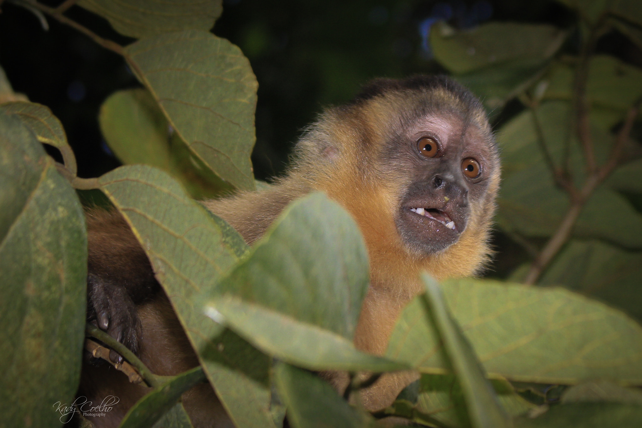 Canon EOS 550D (EOS Rebel T2i / EOS Kiss X4) sample photo. Monkey jungle photography
