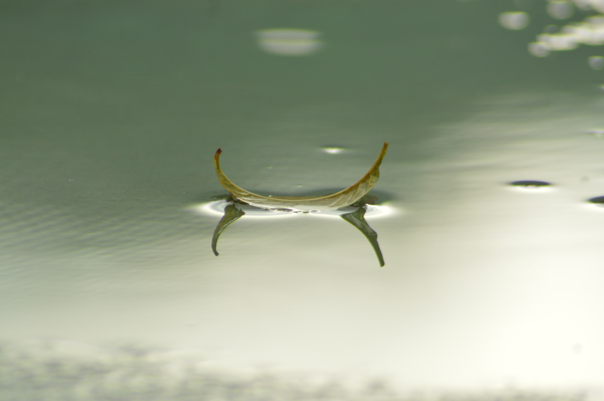 Nikon AF Nikkor 70-300mm F4-5.6G sample photo. After rain photography