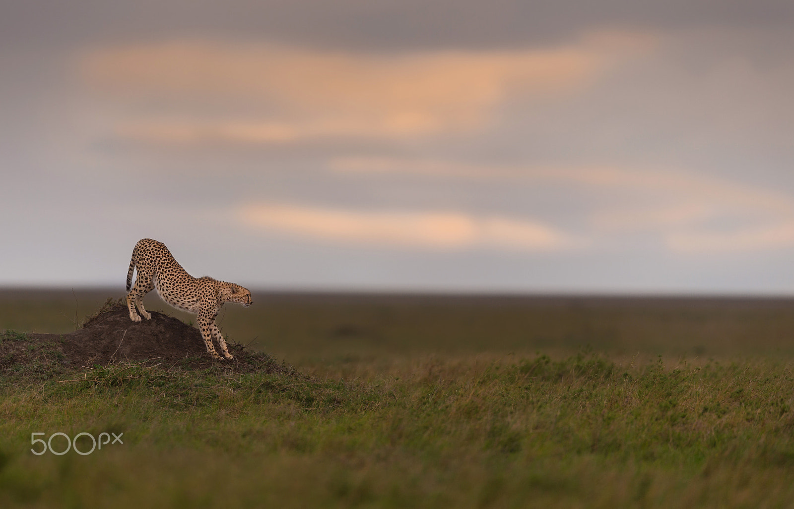 Nikon D4S + Nikon AF-S Nikkor 600mm F4E FL ED VR sample photo. The vantage point - a cheetah in its prime ! photography