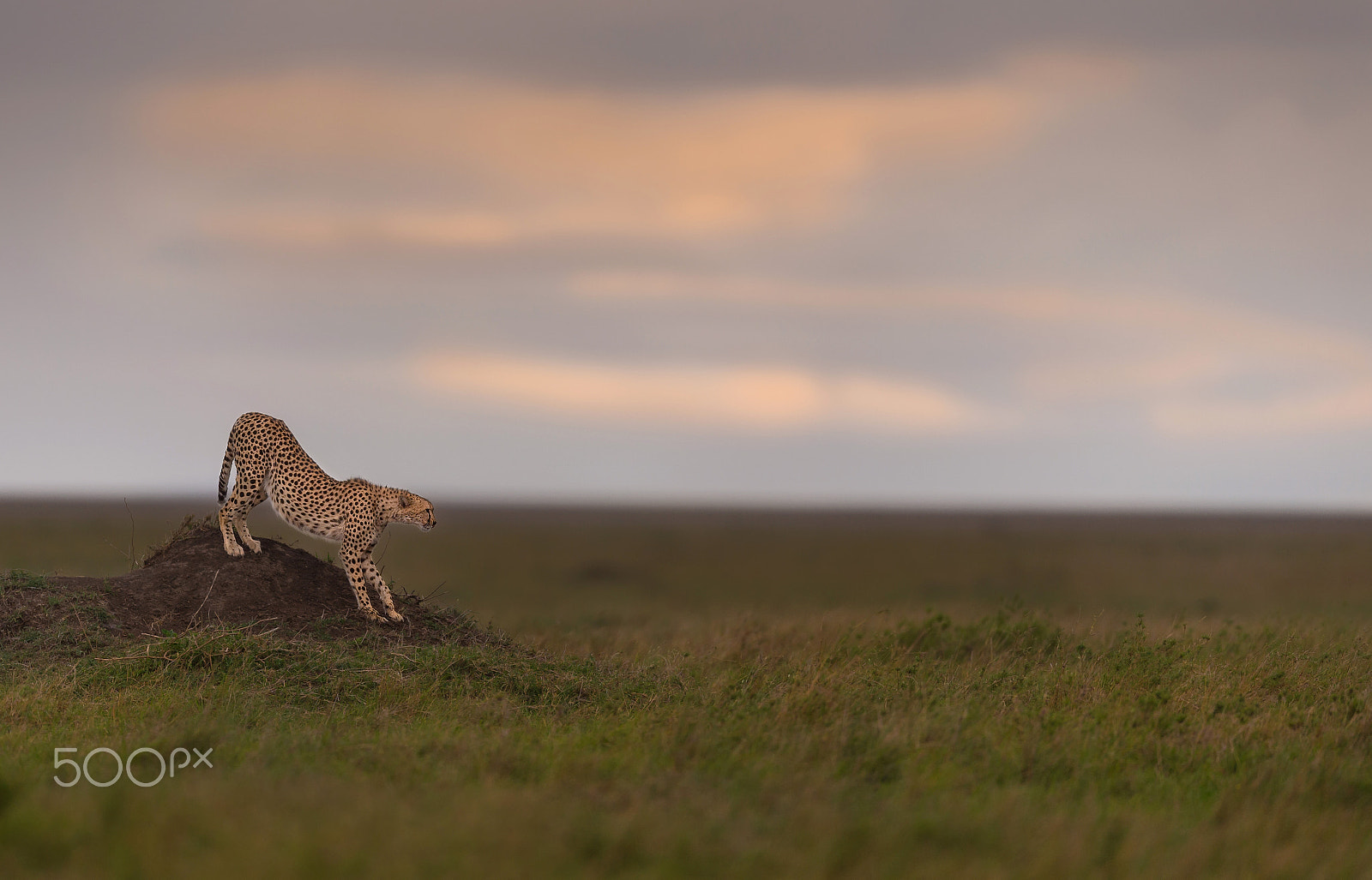 Nikon AF-S Nikkor 600mm F4E FL ED VR sample photo. The vantage point - a cheetah in its prime ! photography
