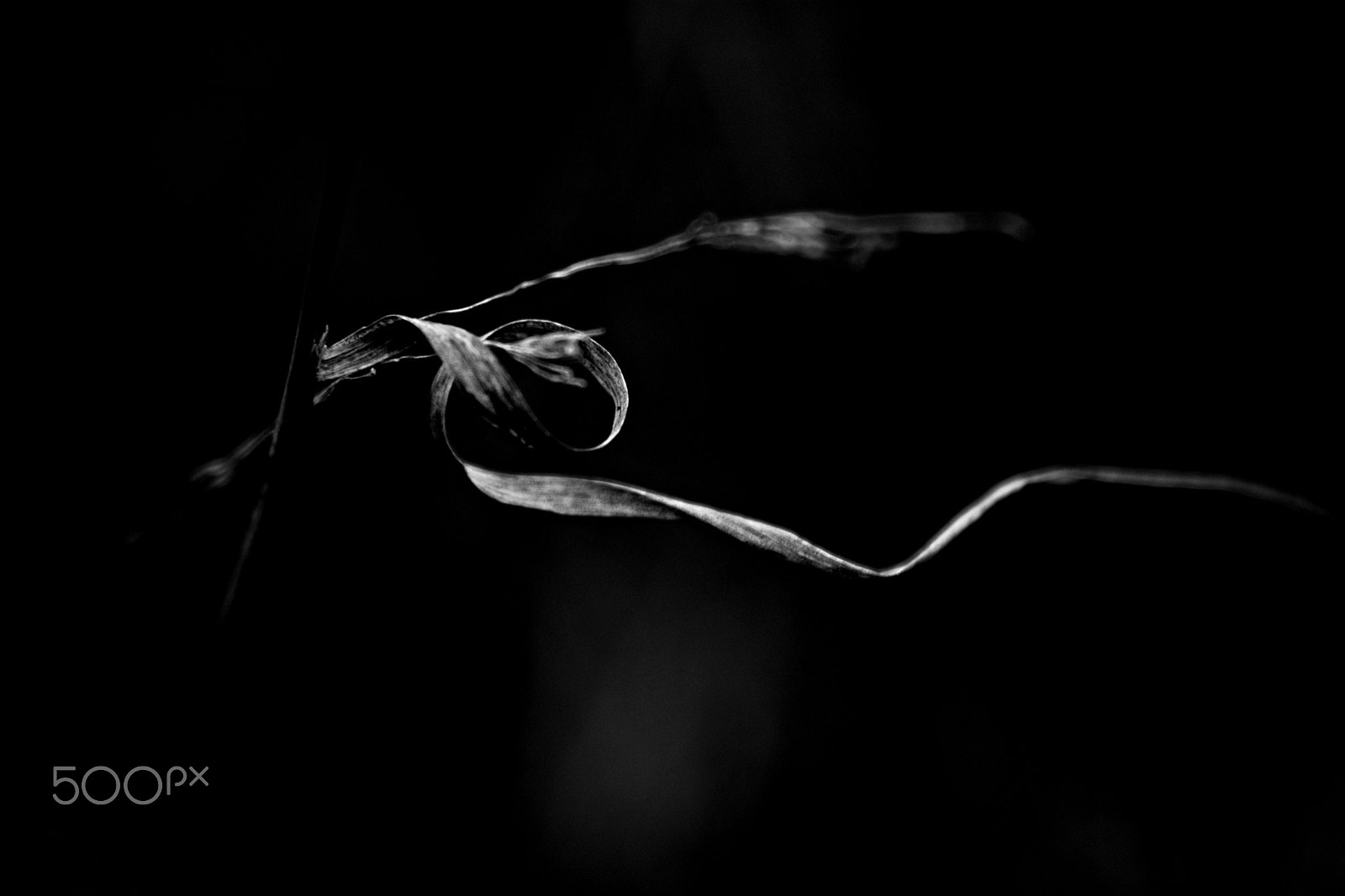 Nikon D7200 sample photo. Leaf photography