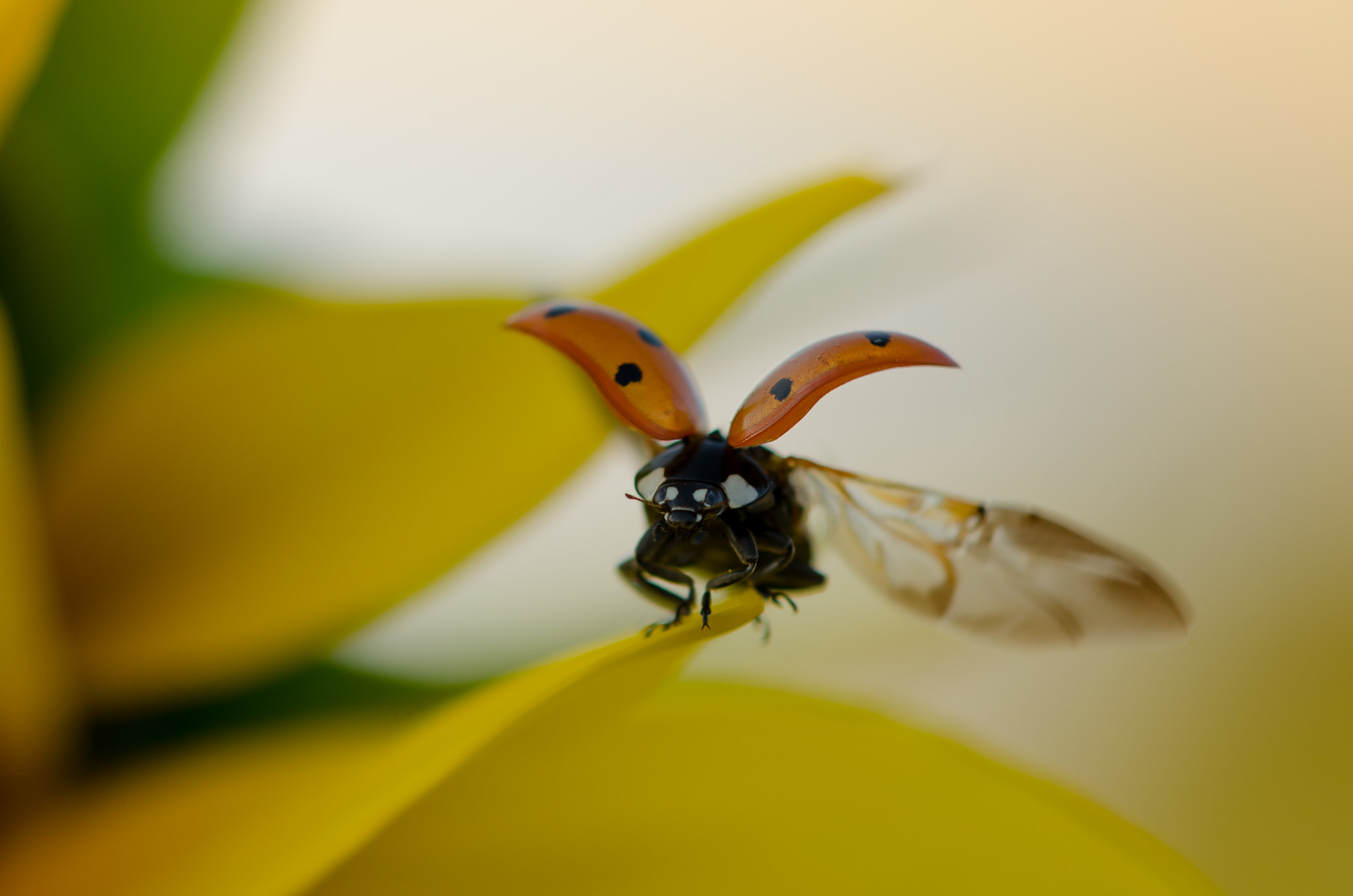 Nikon AF-S Micro-Nikkor 105mm F2.8G IF-ED VR sample photo. 461-0142.jpg photography