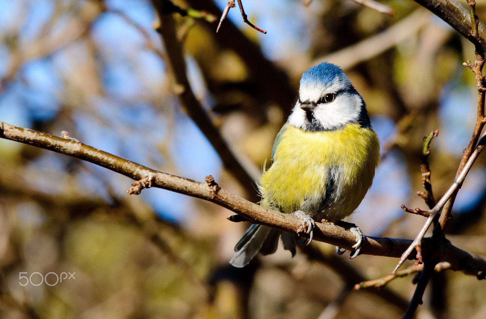 Sigma 120-400mm F4.5-5.6 DG OS HSM sample photo. Blue tit photography