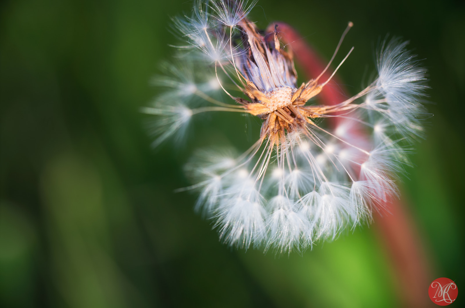 Sony Alpha NEX-6 + Canon EF 100mm F2.8L Macro IS USM sample photo. Common things can be beautiful photography