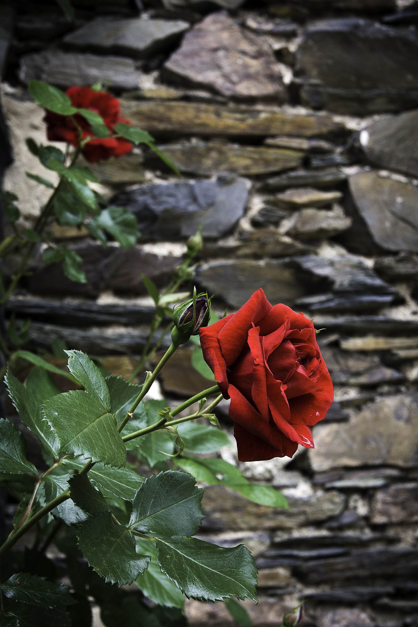Nikon AF-S Nikkor 16-35mm F4G ED VR sample photo. Rose photography