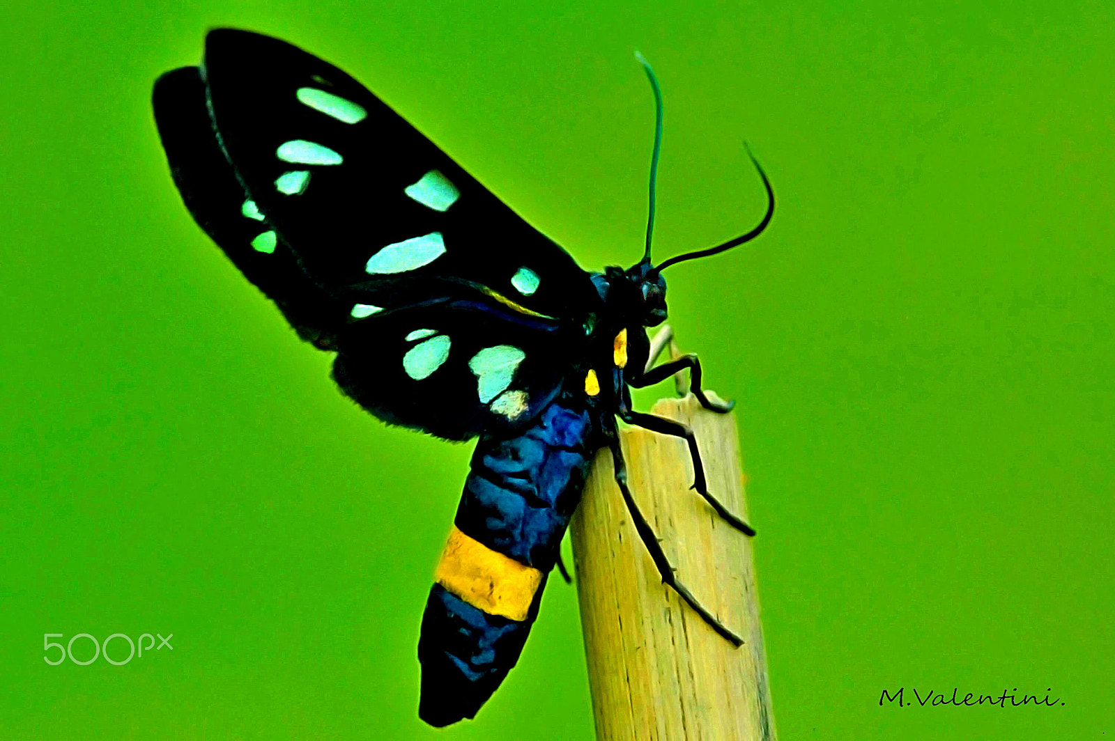Nikon D70 sample photo. Amata phegea.(moth) photography