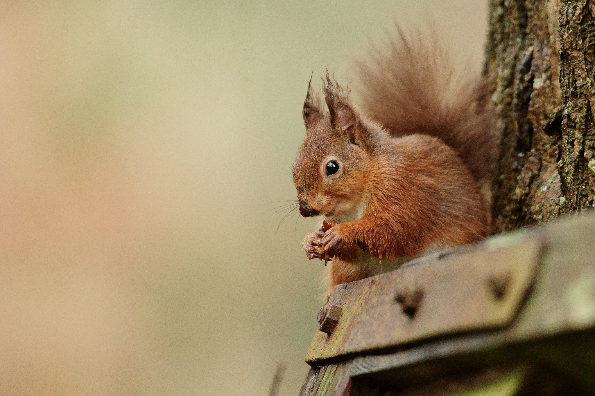 Sony 300mm F2.8 G SSM II sample photo. 'caroline' photography