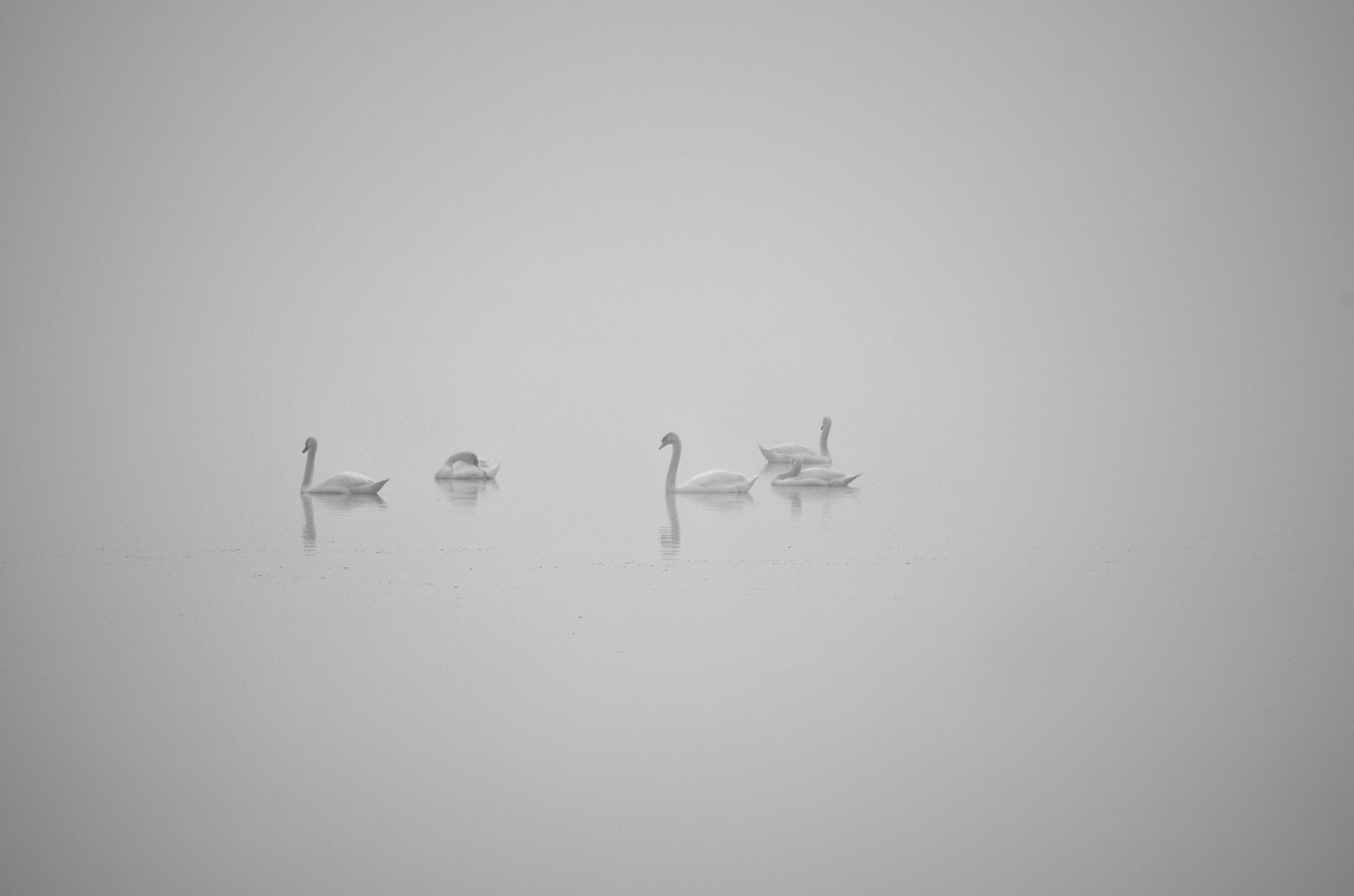 Pentax K-30 sample photo. Swans in fog photography